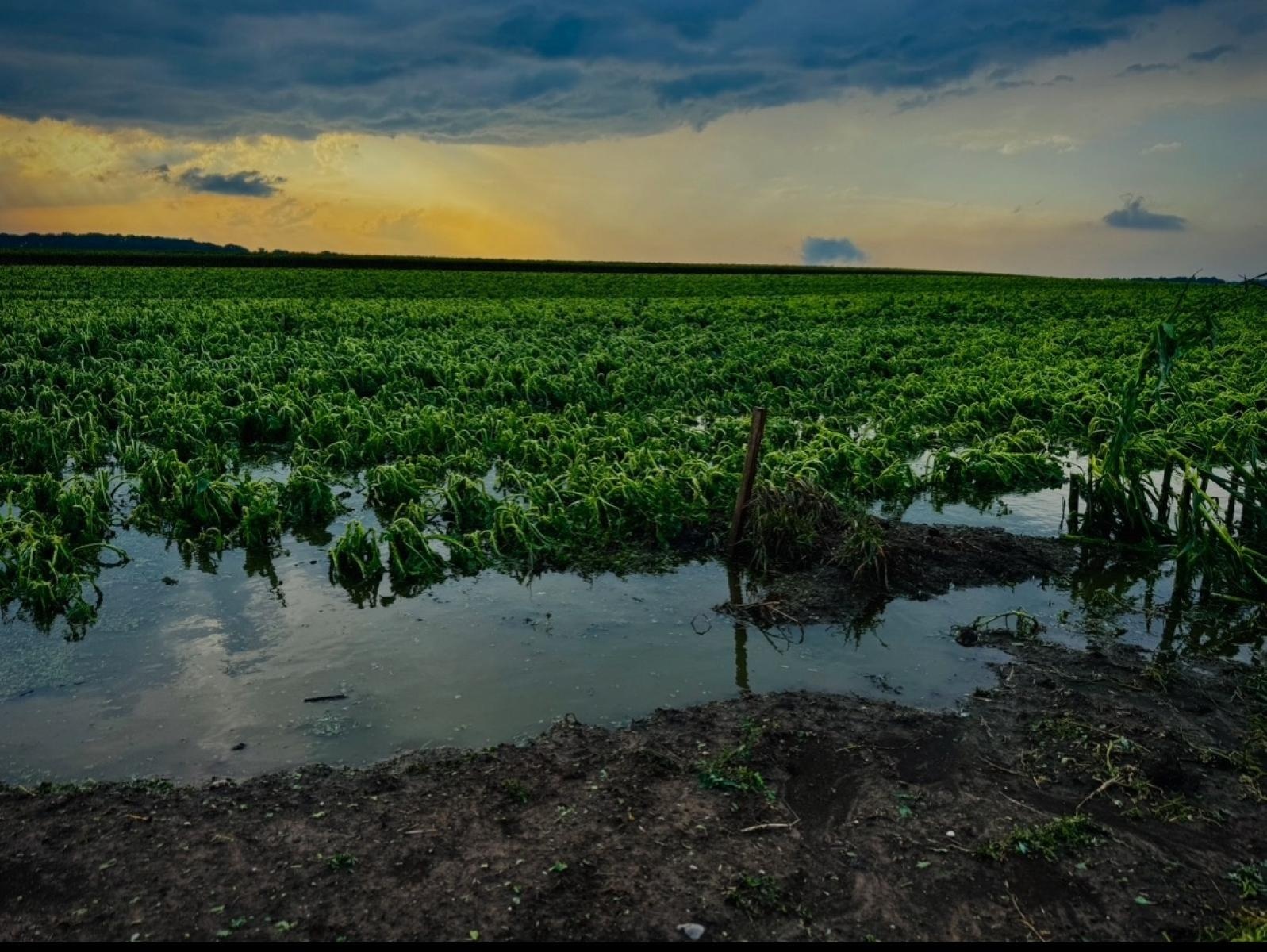 Zdjęcie w galerii na portalu naszraciborz.pl: Blisko 140 interwencji po nawałnicy. Najwięcej w Raciborzu wiadomości z regionu