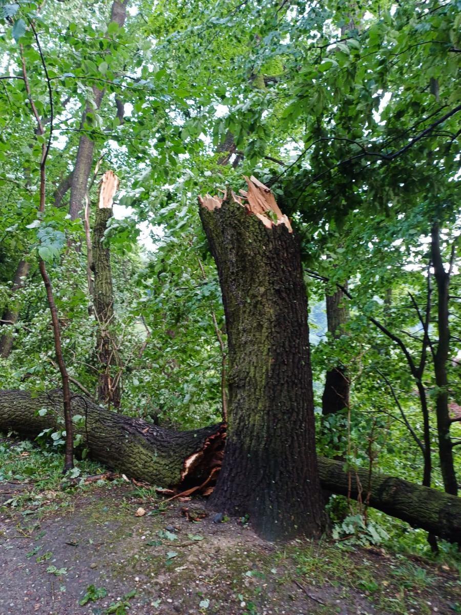 Zdjęcie w galerii na portalu naszraciborz.pl: Las Obora zamknięty do odwołania. Duże zniszczenia w drzewostanie [FOTO i WIDEO] wiadomości z regionu