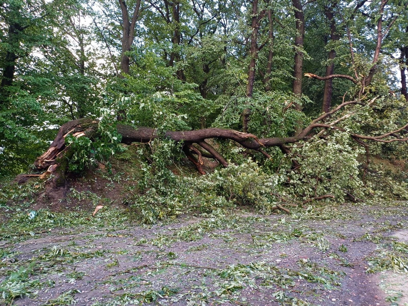 Zdjęcie w galerii na portalu naszraciborz.pl: Las Obora zamknięty do odwołania. Duże zniszczenia w drzewostanie [FOTO i WIDEO] wiadomości z regionu