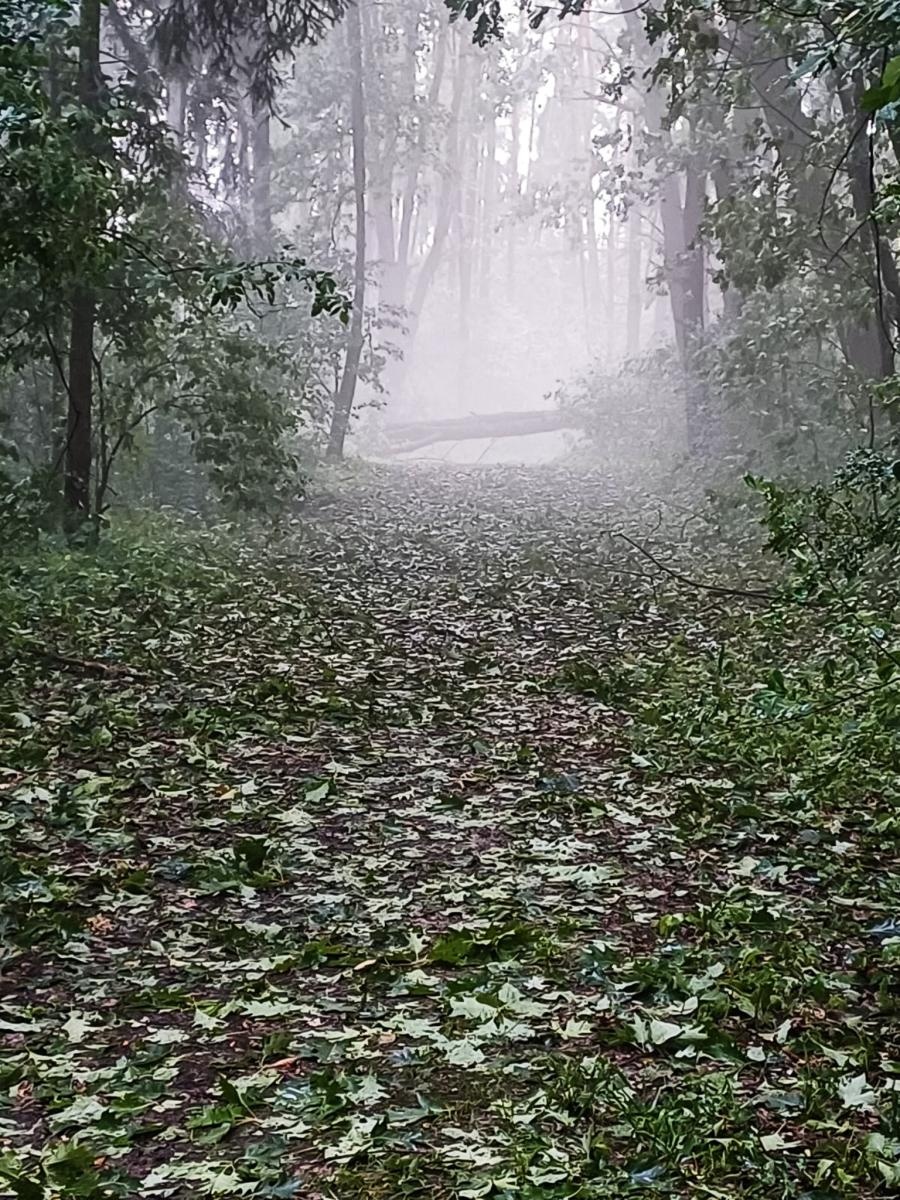Zdjęcie w galerii na portalu naszraciborz.pl: Las Obora zamknięty do odwołania. Duże zniszczenia w drzewostanie [FOTO i WIDEO] wiadomości z regionu
