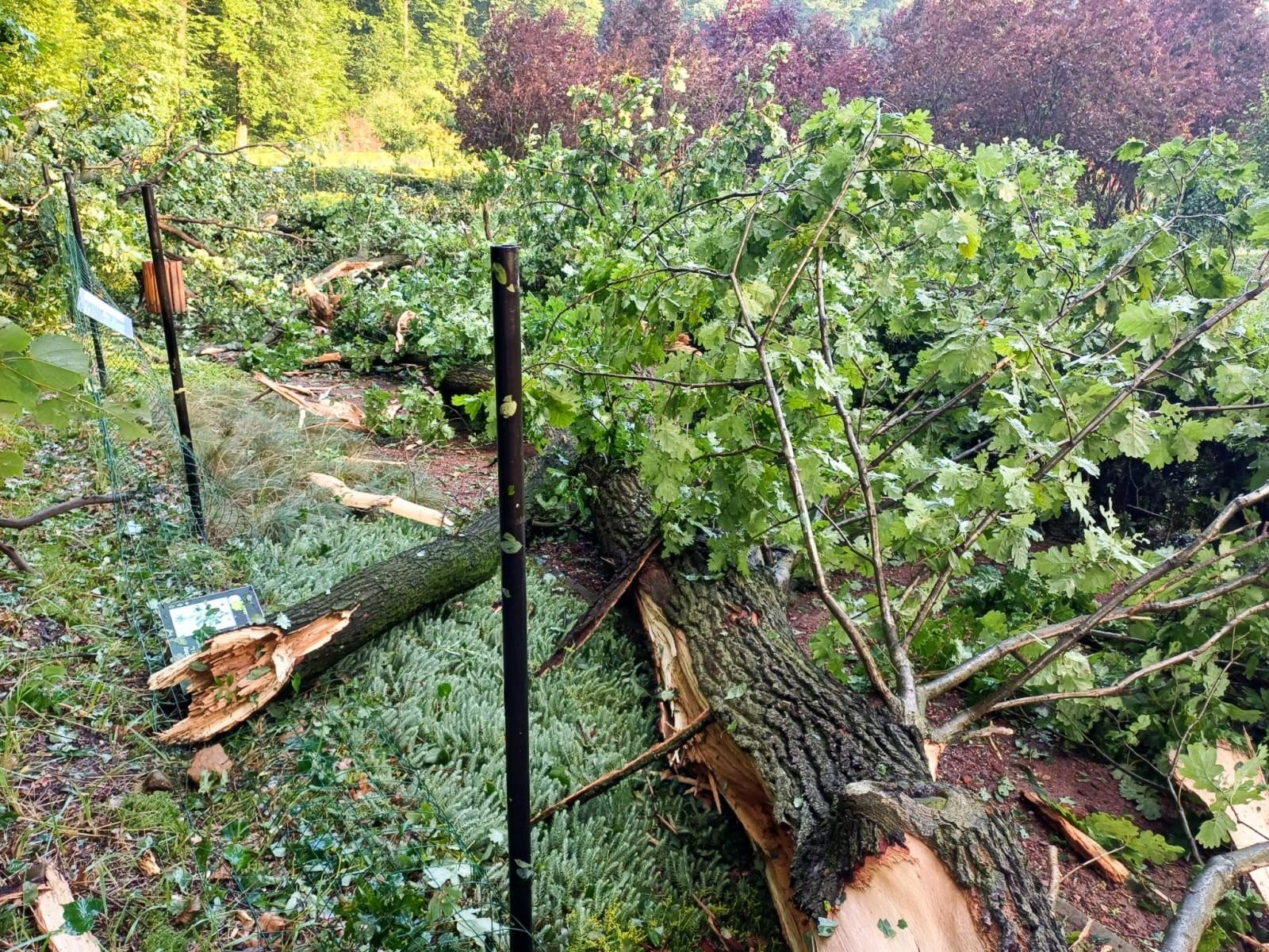 Zdjęcie w galerii na portalu naszraciborz.pl: Las Obora zamknięty do odwołania. Duże zniszczenia w drzewostanie [FOTO i WIDEO] wiadomości z regionu