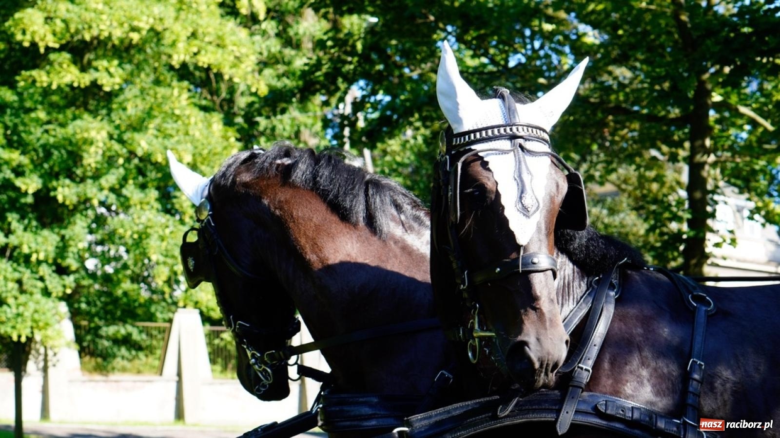 Zdjęcie w galerii na portalu naszraciborz.pl: Płetwonurkowie odkryli w stawie w Krowiarkach skarb wiadomości z regionu