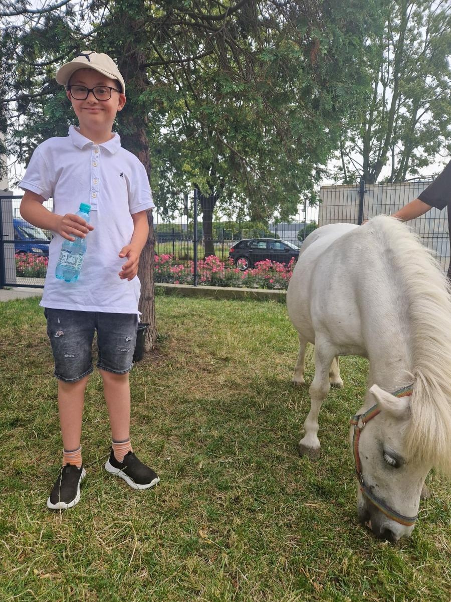 Zdjęcie w galerii na portalu naszraciborz.pl: Rodzinne świętowanie z alpakami i kucykami wiadomości z regionu