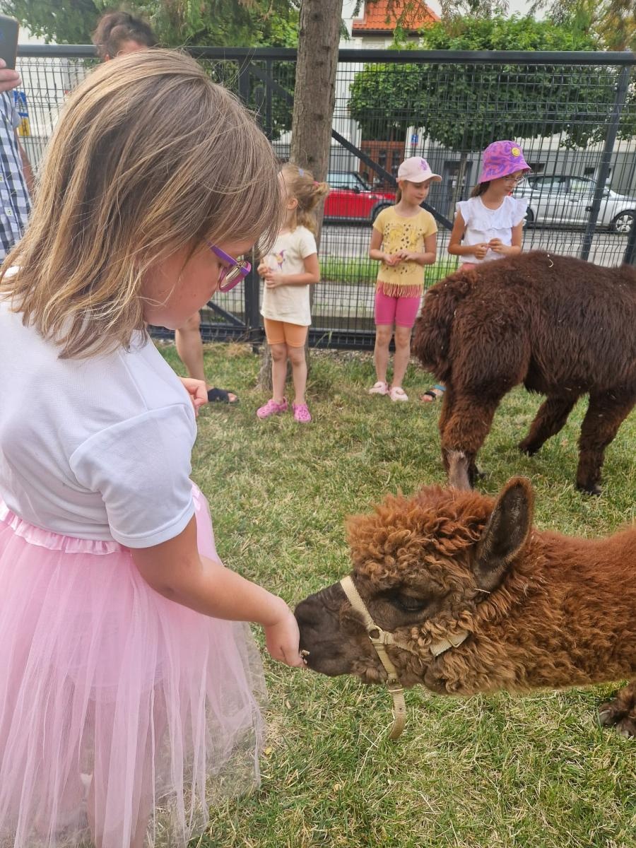 Zdjęcie w galerii na portalu naszraciborz.pl: Rodzinne świętowanie z alpakami i kucykami wiadomości z regionu