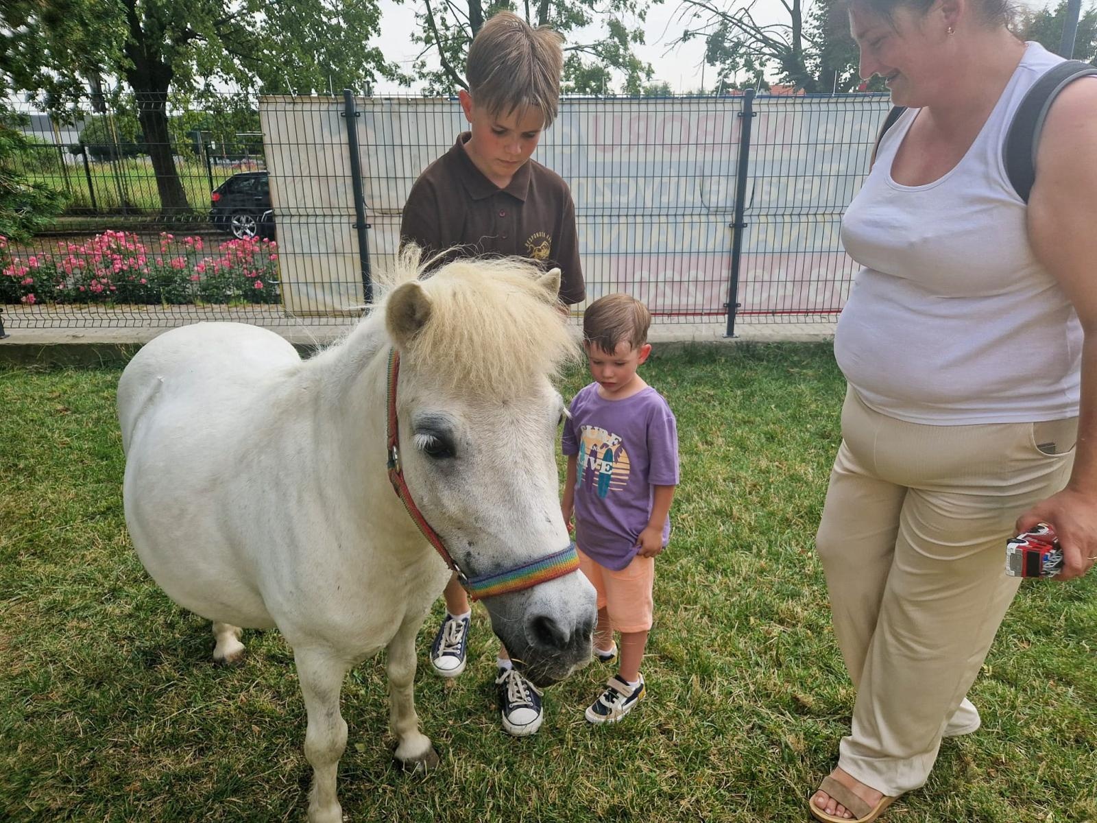Zdjęcie w galerii na portalu naszraciborz.pl: Rodzinne świętowanie z alpakami i kucykami wiadomości z regionu