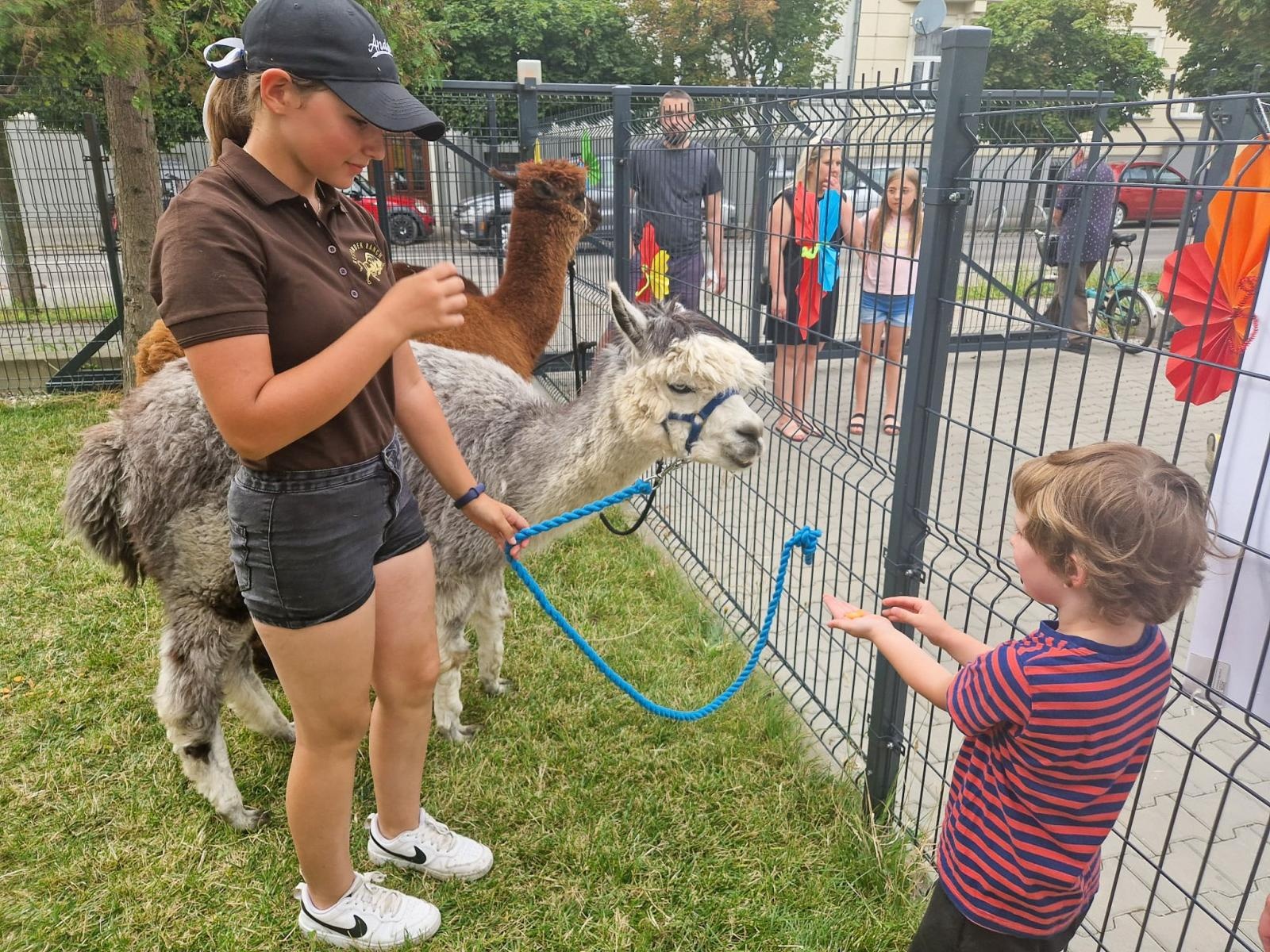 Zdjęcie w galerii na portalu naszraciborz.pl: Rodzinne świętowanie z alpakami i kucykami wiadomości z regionu