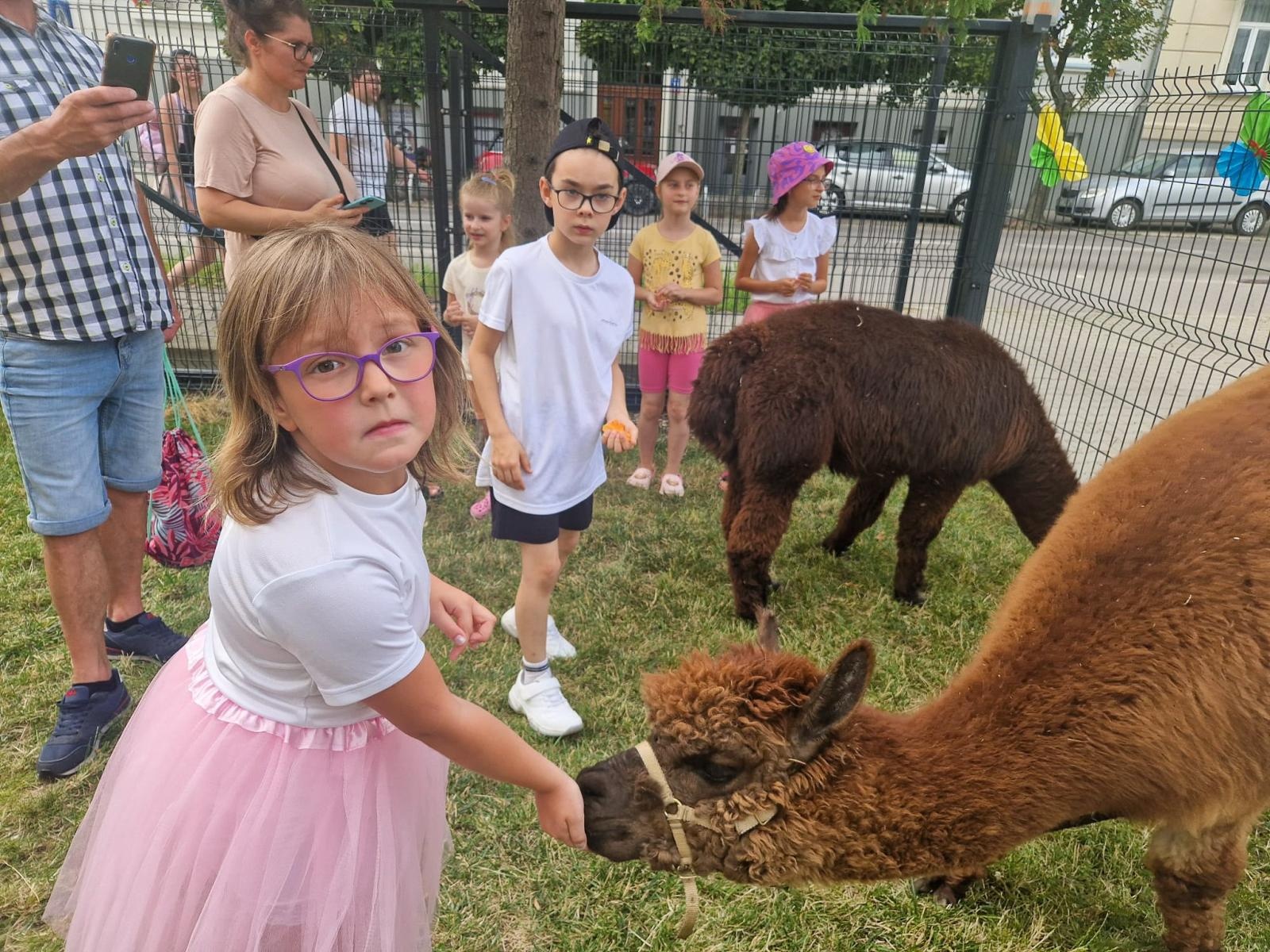 Zdjęcie w galerii na portalu naszraciborz.pl: Rodzinne świętowanie z alpakami i kucykami wiadomości z regionu