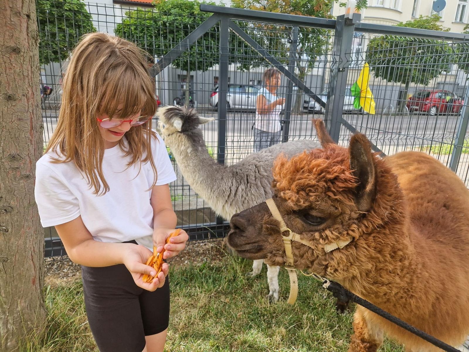 Zdjęcie w galerii na portalu naszraciborz.pl: Rodzinne świętowanie z alpakami i kucykami wiadomości z regionu