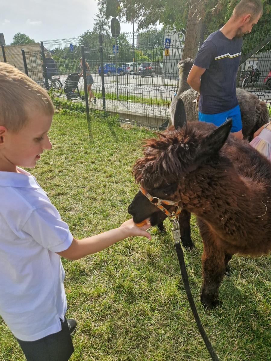 Zdjęcie w galerii na portalu naszraciborz.pl: Rodzinne świętowanie z alpakami i kucykami wiadomości z regionu