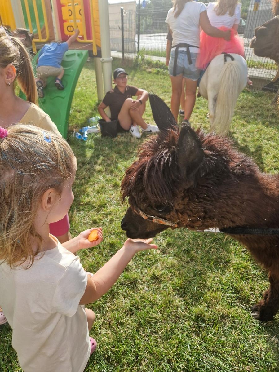Zdjęcie w galerii na portalu naszraciborz.pl: Rodzinne świętowanie z alpakami i kucykami wiadomości z regionu