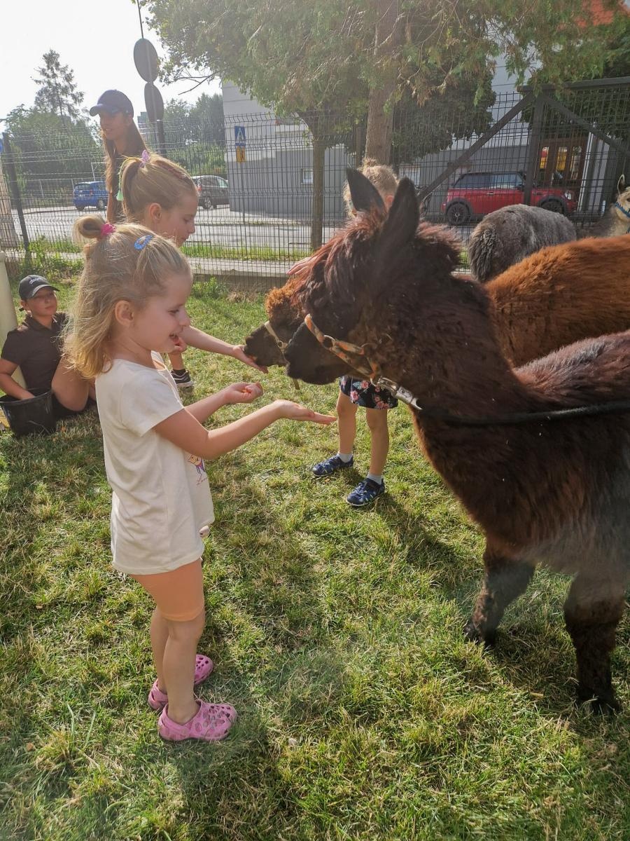 Zdjęcie w galerii na portalu naszraciborz.pl: Rodzinne świętowanie z alpakami i kucykami wiadomości z regionu
