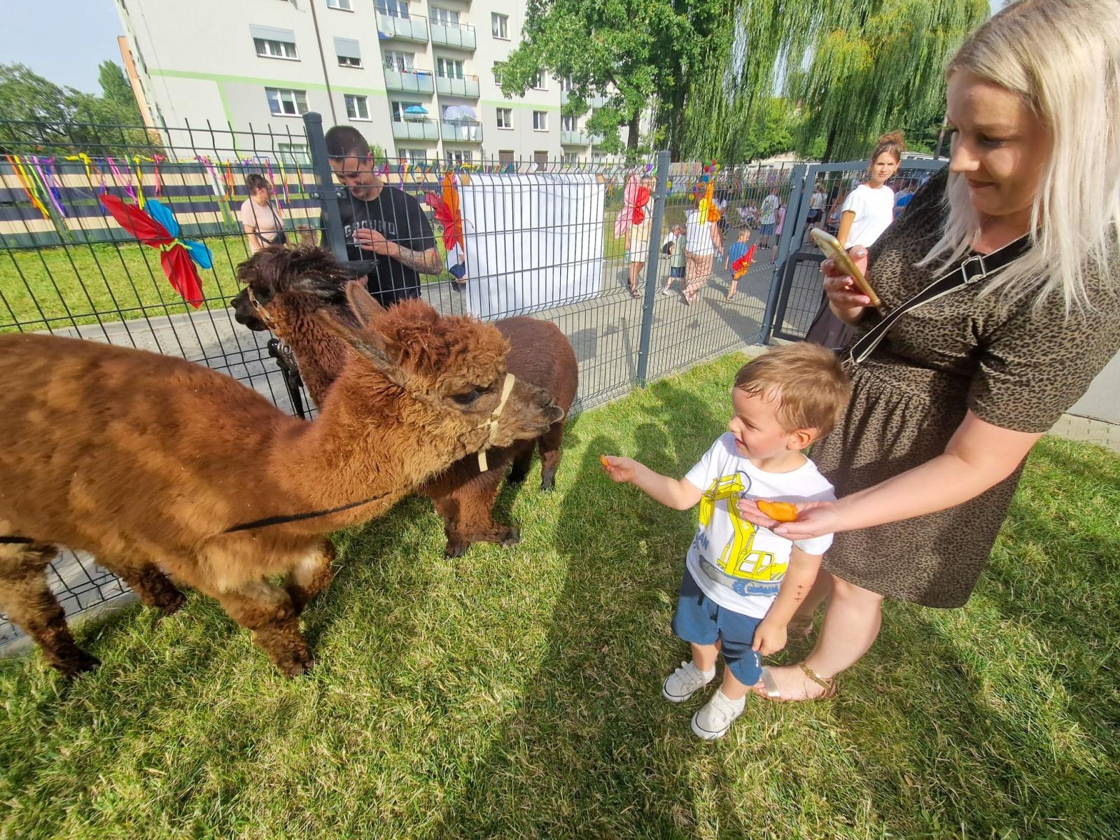 Zdjęcie w galerii na portalu naszraciborz.pl: Rodzinne świętowanie z alpakami i kucykami wiadomości z regionu