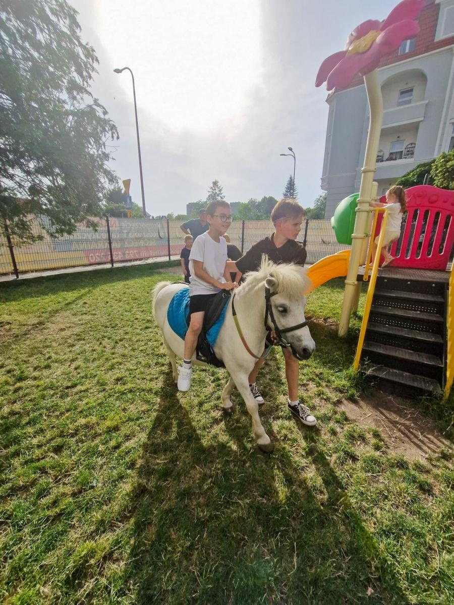 Zdjęcie w galerii na portalu naszraciborz.pl: Rodzinne świętowanie z alpakami i kucykami wiadomości z regionu