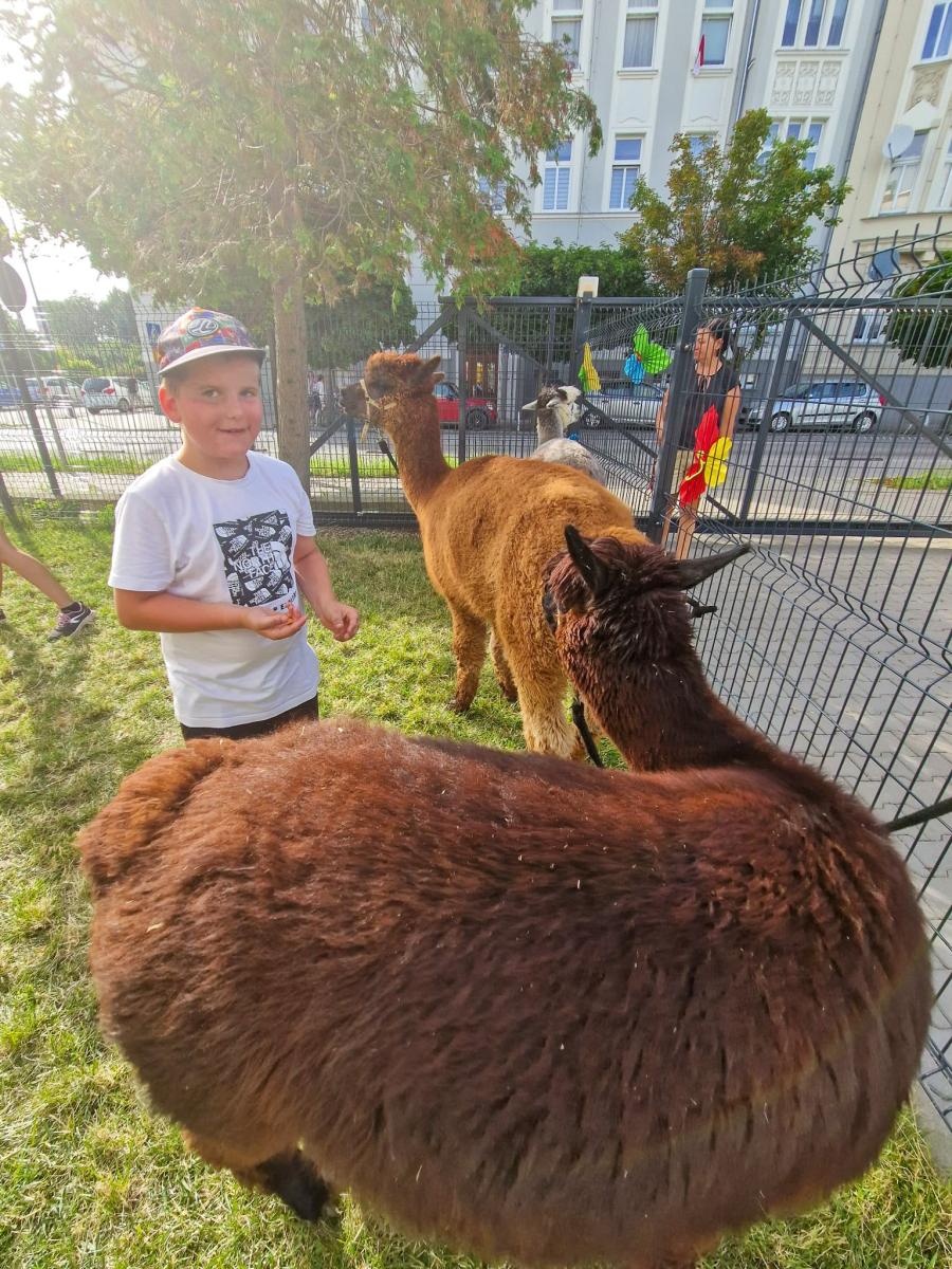 Zdjęcie w galerii na portalu naszraciborz.pl: Rodzinne świętowanie z alpakami i kucykami wiadomości z regionu