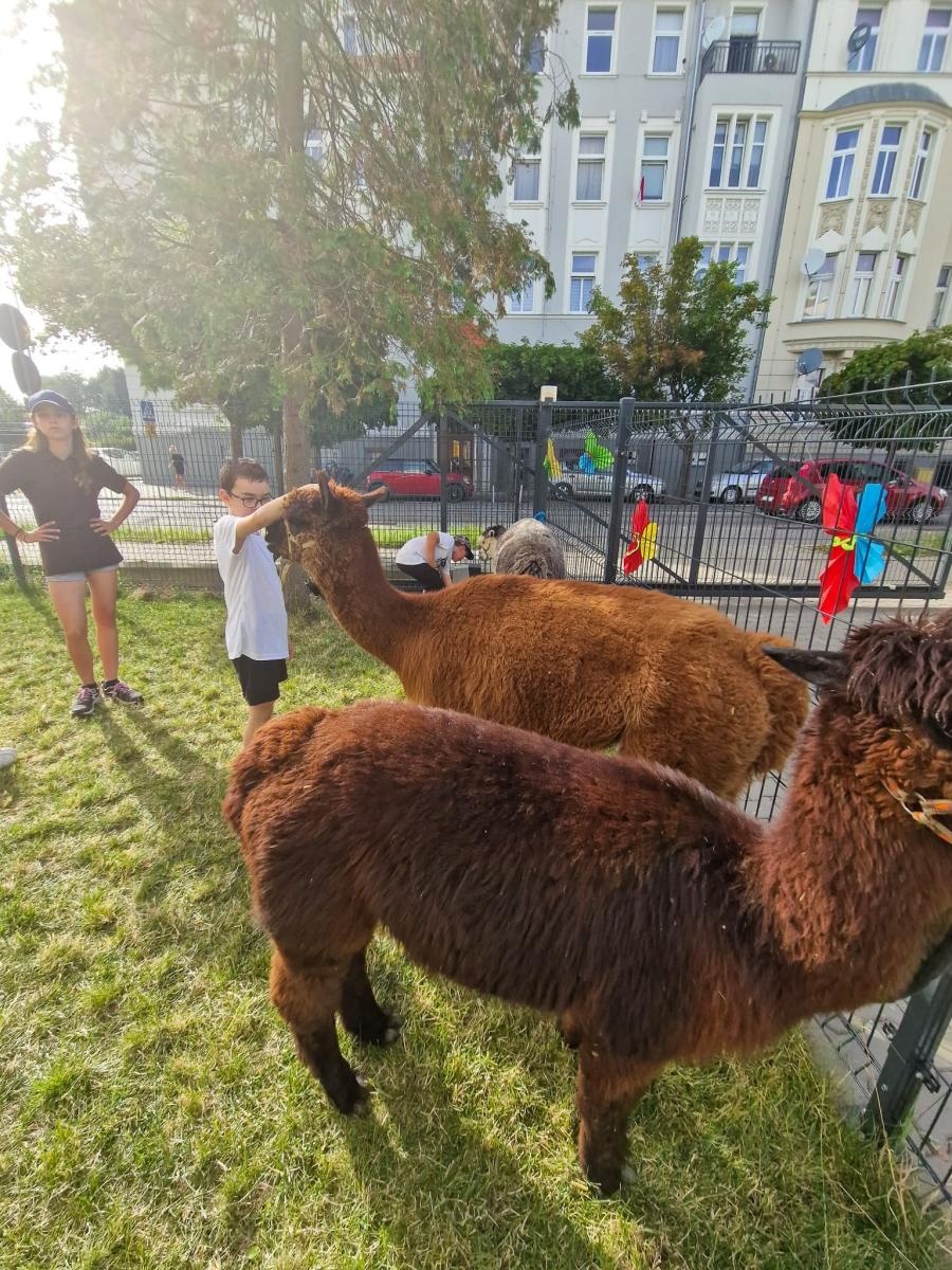 Zdjęcie w galerii na portalu naszraciborz.pl: Rodzinne świętowanie z alpakami i kucykami wiadomości z regionu