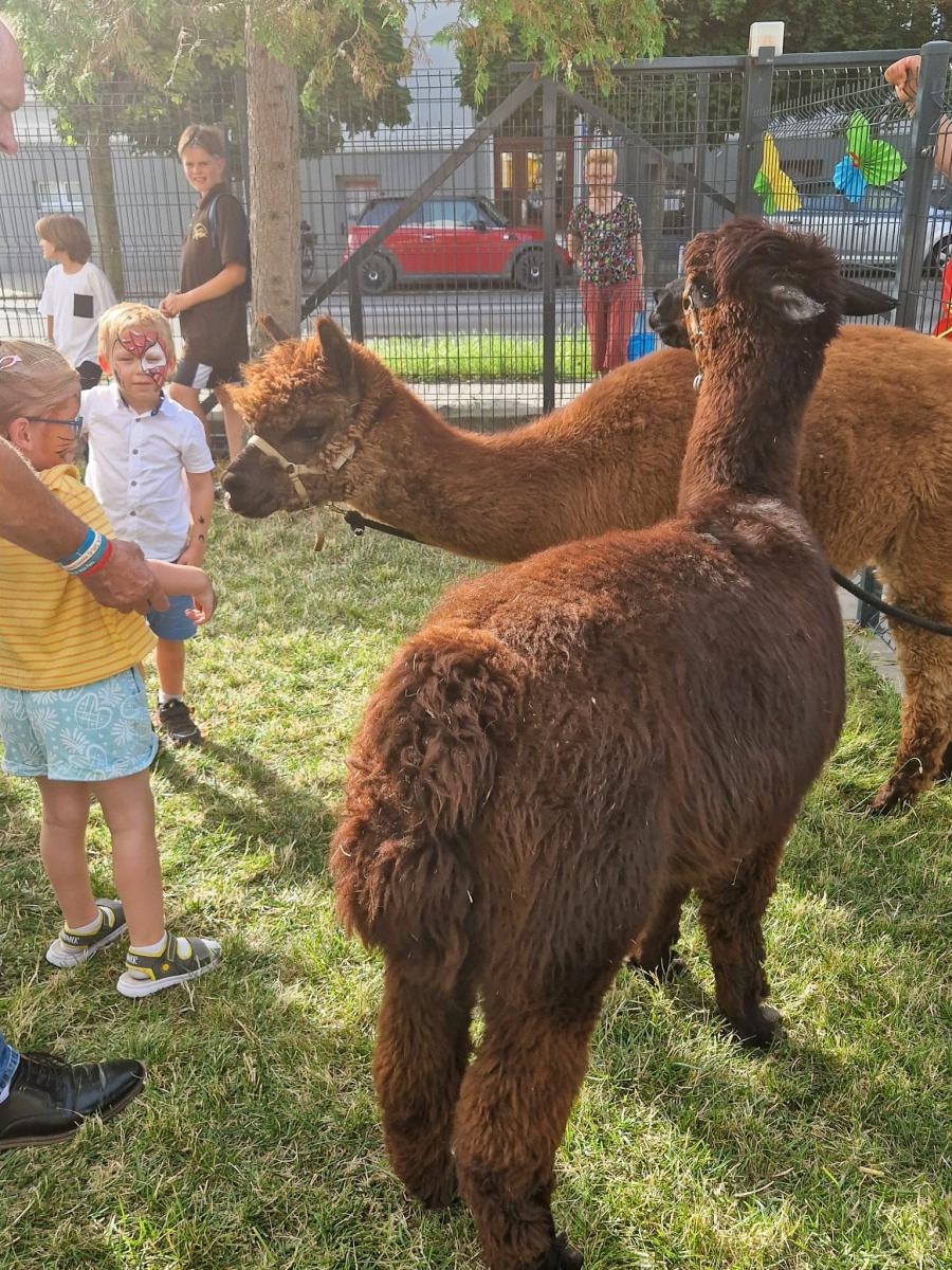 Zdjęcie w galerii na portalu naszraciborz.pl: Rodzinne świętowanie z alpakami i kucykami wiadomości z regionu