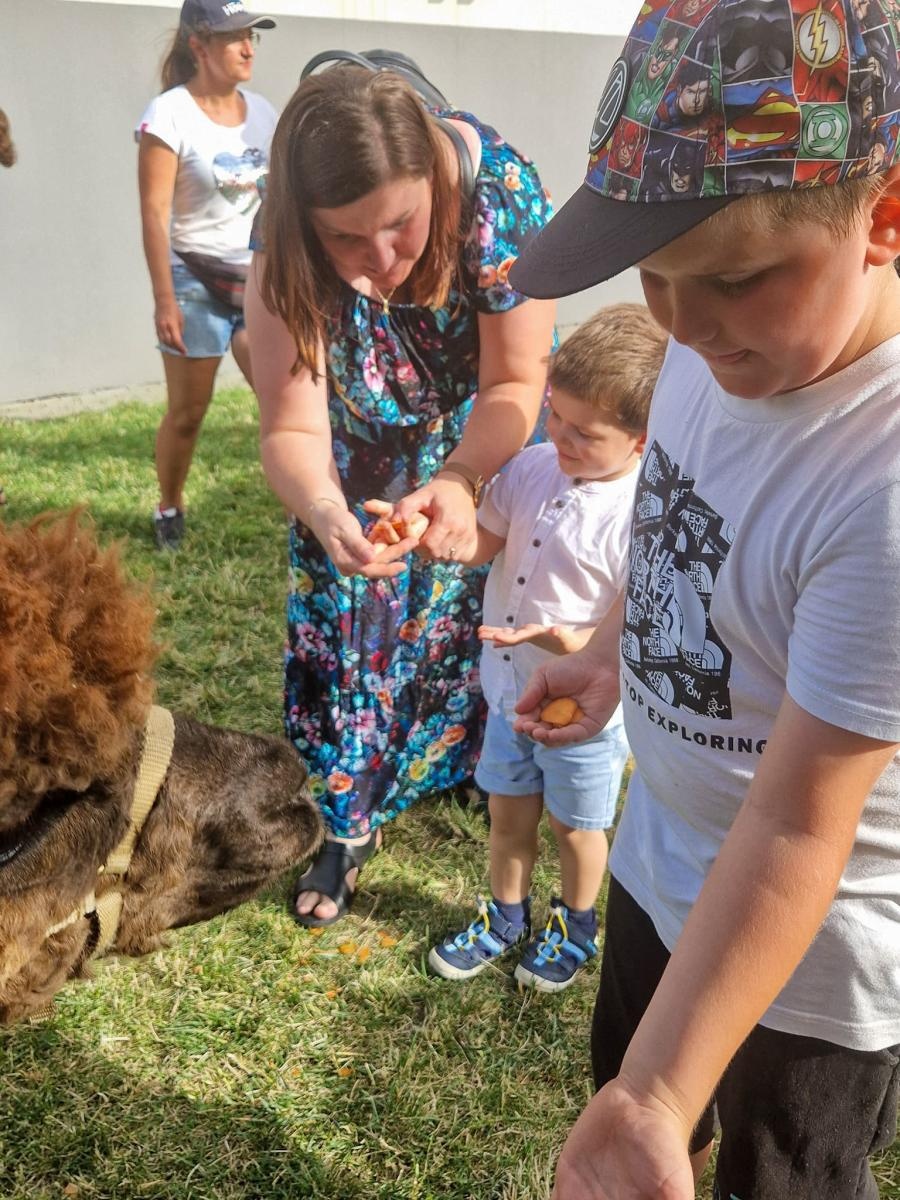 Zdjęcie w galerii na portalu naszraciborz.pl: Rodzinne świętowanie z alpakami i kucykami wiadomości z regionu