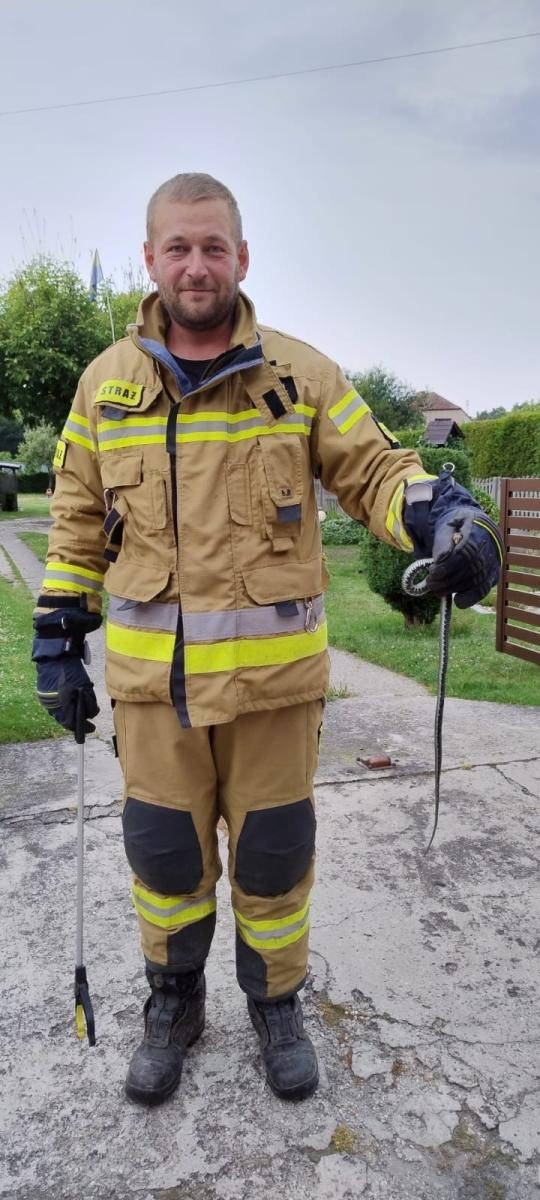 Zdjęcie w galerii na portalu naszraciborz.pl: Wąż na posesji w Nędzy wiadomości z regionu