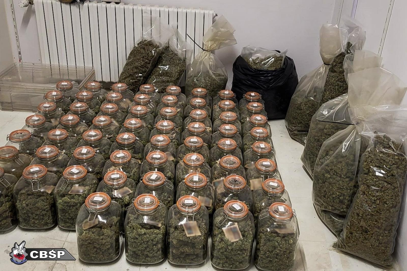 Zdjęcie w galerii na portalu naszraciborz.pl: Zlikwidowano dwie nielegalne plantacje marihuany. Pięć osób zatrzymanych wiadomości z regionu