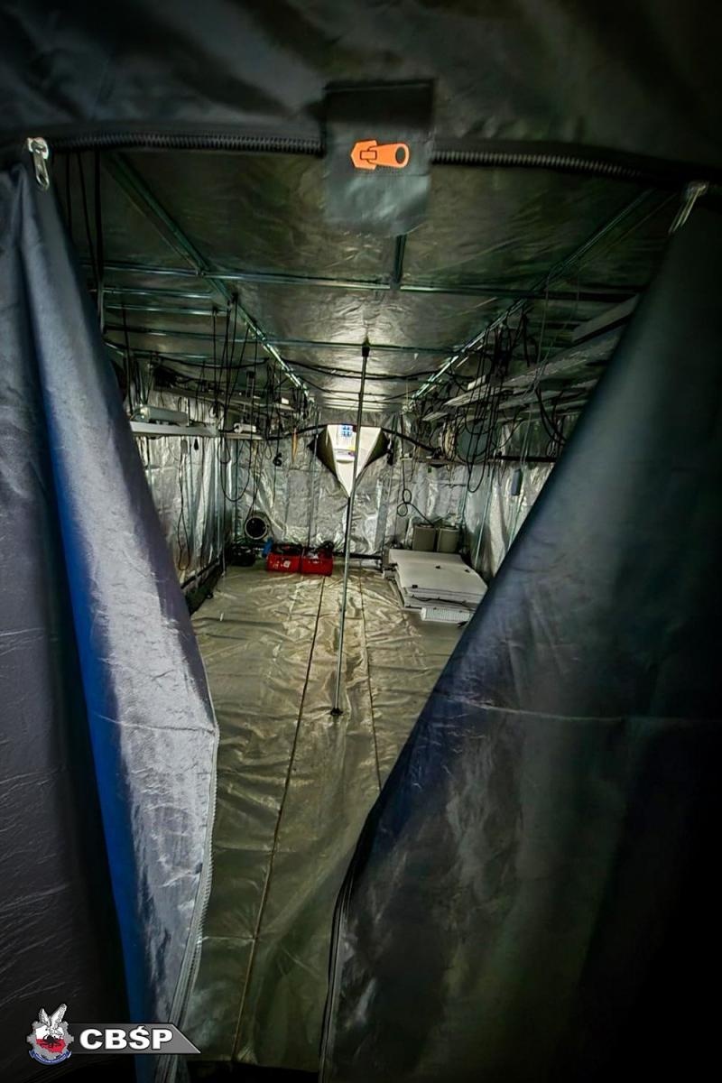 Zdjęcie w galerii na portalu naszraciborz.pl: Zlikwidowano dwie nielegalne plantacje marihuany. Pięć osób zatrzymanych wiadomości z regionu