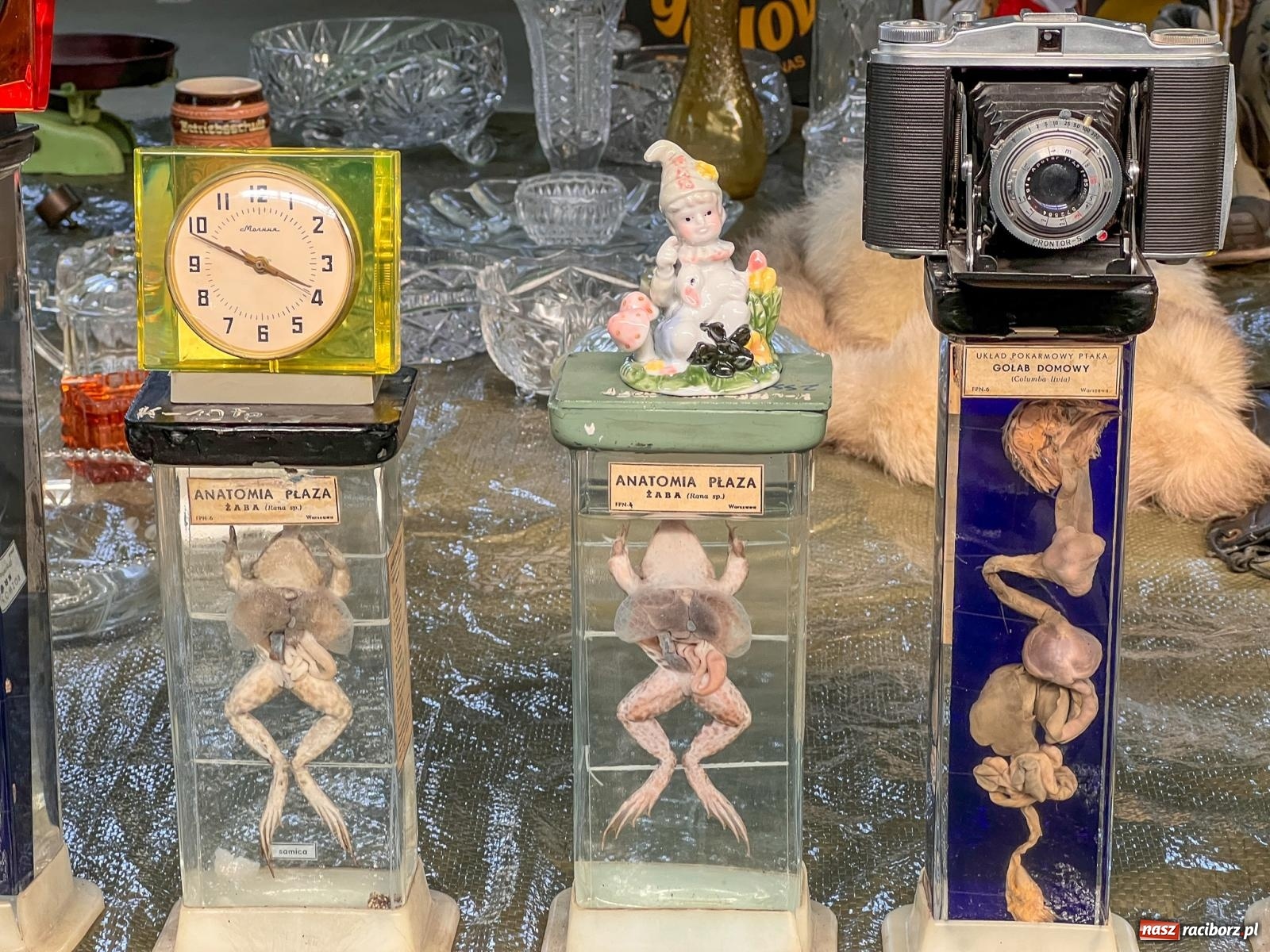 Zdjęcie w galerii na portalu naszraciborz.pl: Ciekawostki z pietrowickiego targu staroci [FOTO i WIDEO] wiadomości z regionu