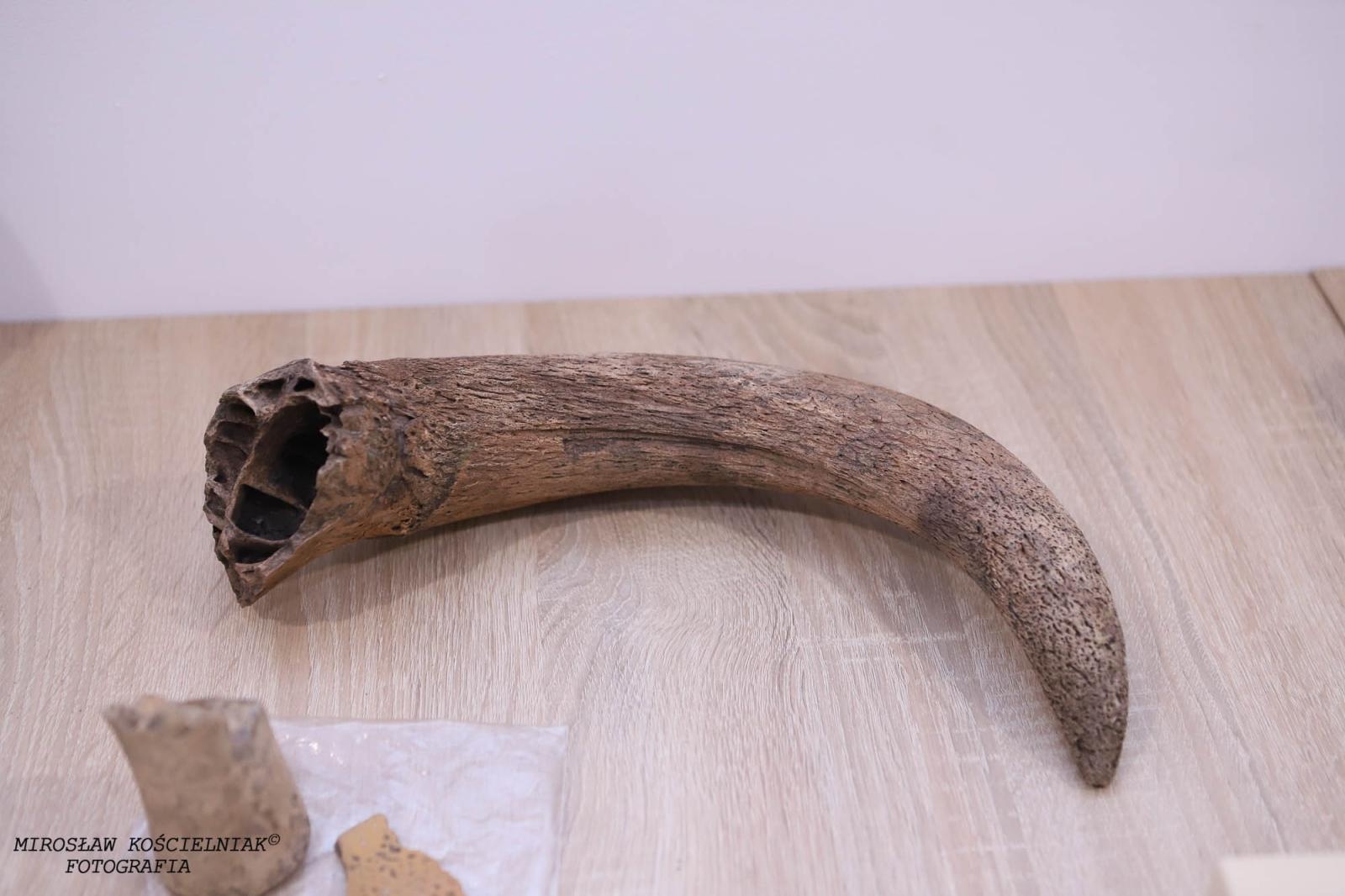 Zdjęcie w galerii na portalu naszraciborz.pl: Raciborskie odkrycia archeologiczne bez tajemnic [FOTO] wiadomości z regionu