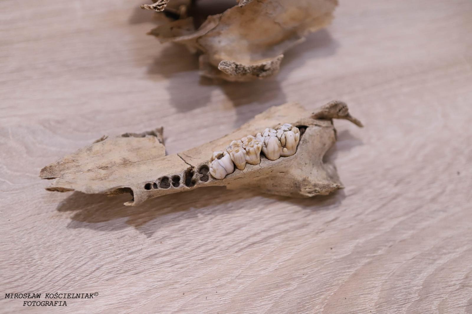 Zdjęcie w galerii na portalu naszraciborz.pl: Raciborskie odkrycia archeologiczne bez tajemnic [FOTO] wiadomości z regionu