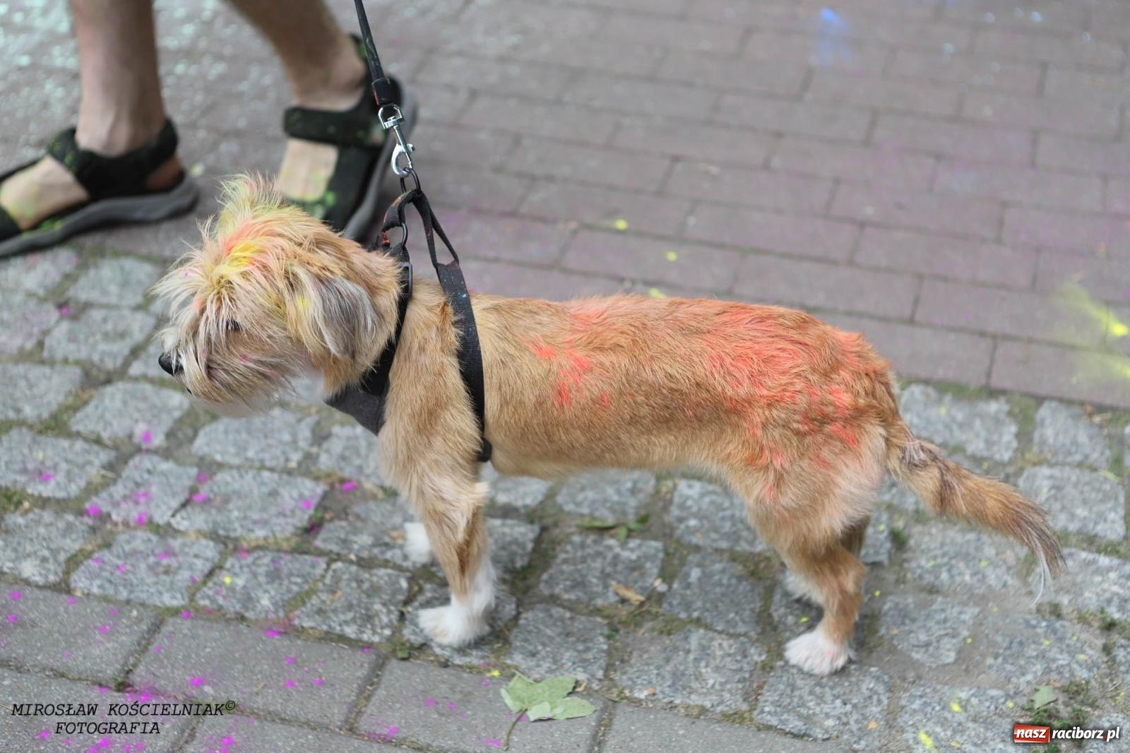 Zdjęcie w galerii na portalu naszraciborz.pl: Kolorowo na raciborskich bulwarach [FOTO] wiadomości z regionu