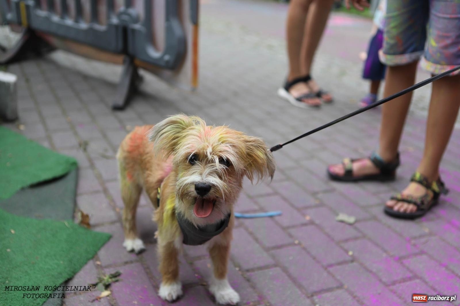 Zdjęcie w galerii na portalu naszraciborz.pl: Kolorowo na raciborskich bulwarach [FOTO] wiadomości z regionu