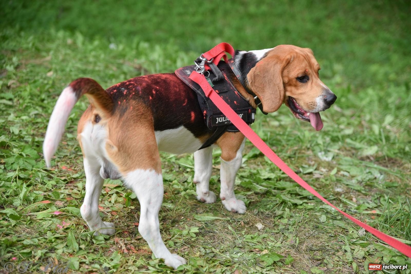 Zdjęcie w galerii na portalu naszraciborz.pl: Kolorowo na raciborskich bulwarach [FOTO] wiadomości z regionu