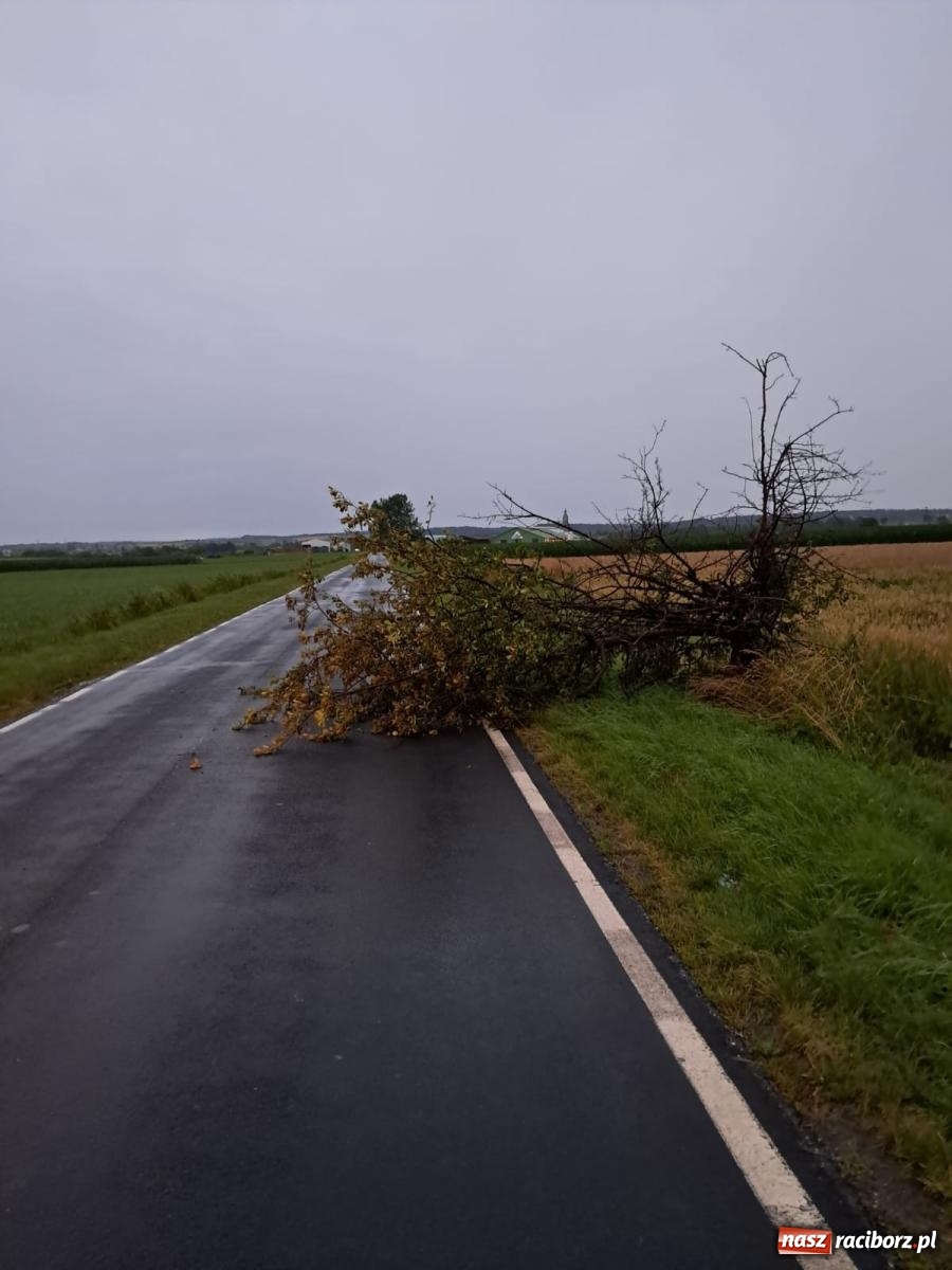 Zdjęcie w galerii na portalu naszraciborz.pl: Strażacy w akcji za hotelem przy Bosackiej [FOTO] wiadomości z regionu
