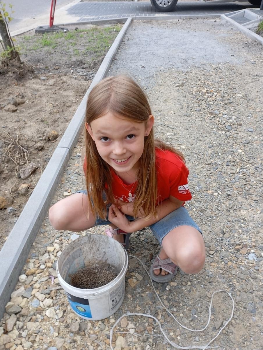 Zdjęcie w galerii na portalu naszraciborz.pl: Jagoda Meller uratowała jeża na ulicy Michejdy wiadomości z regionu