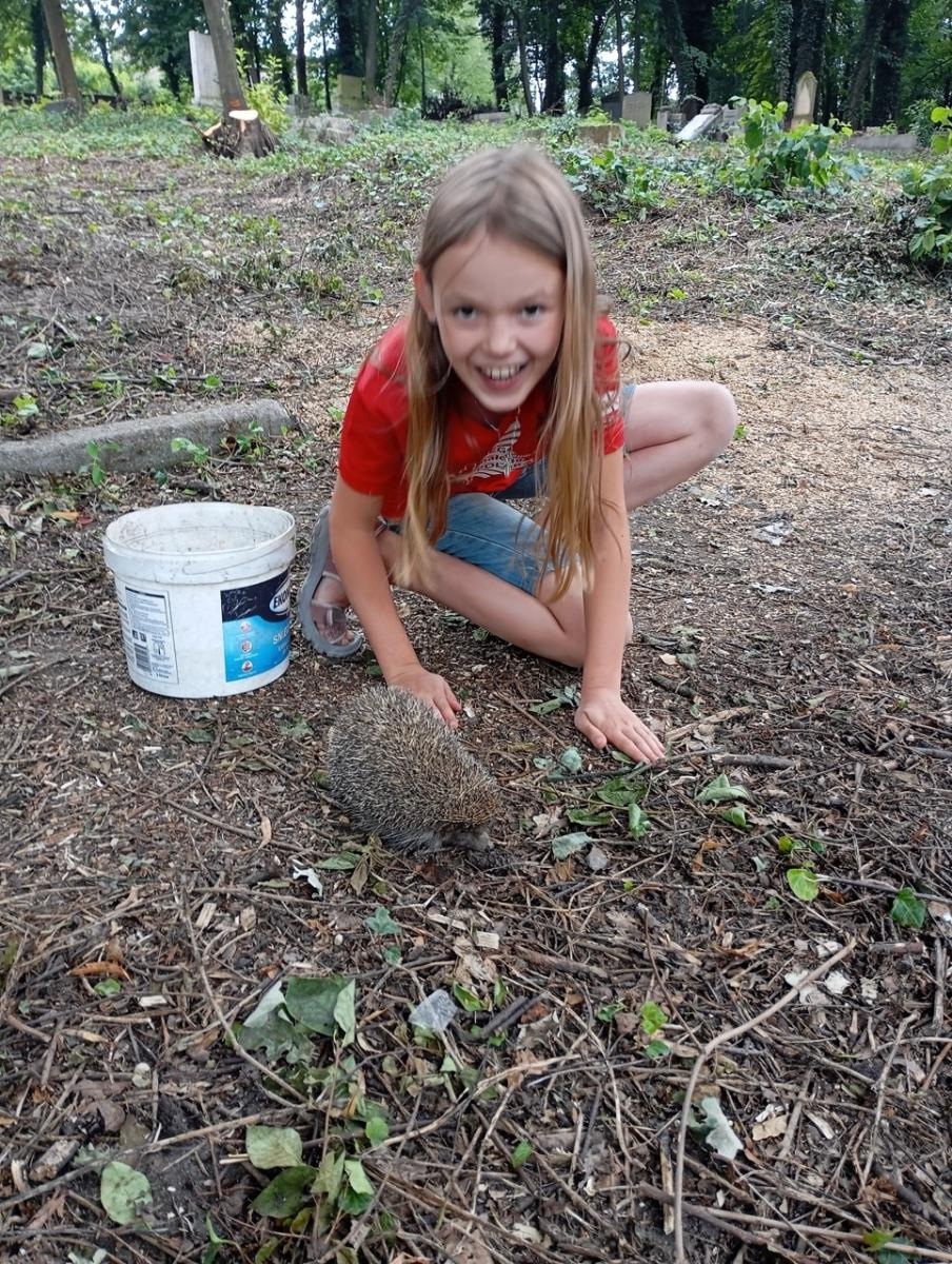 Zdjęcie w galerii na portalu naszraciborz.pl: Jagoda Meller uratowała jeża na ulicy Michejdy wiadomości z regionu