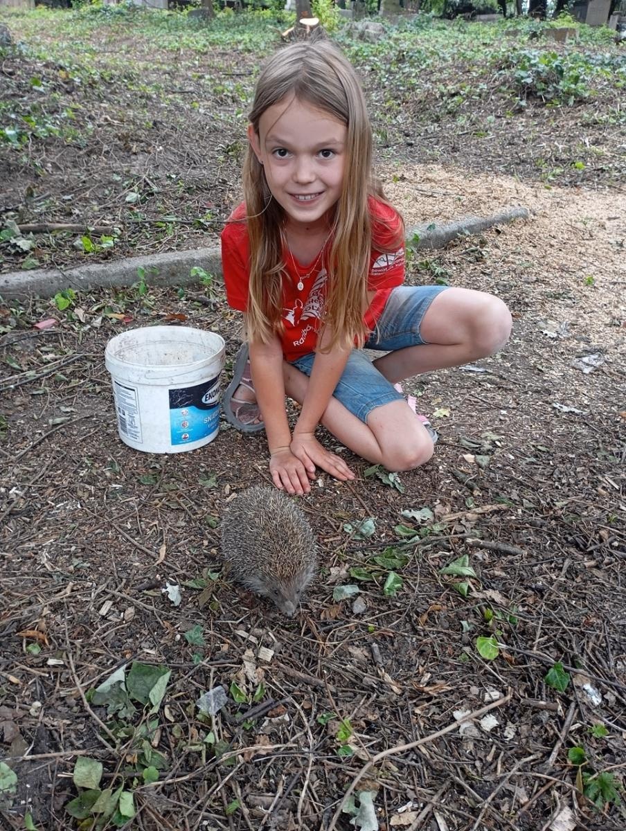 Zdjęcie w galerii na portalu naszraciborz.pl: Jagoda Meller uratowała jeża na ulicy Michejdy wiadomości z regionu