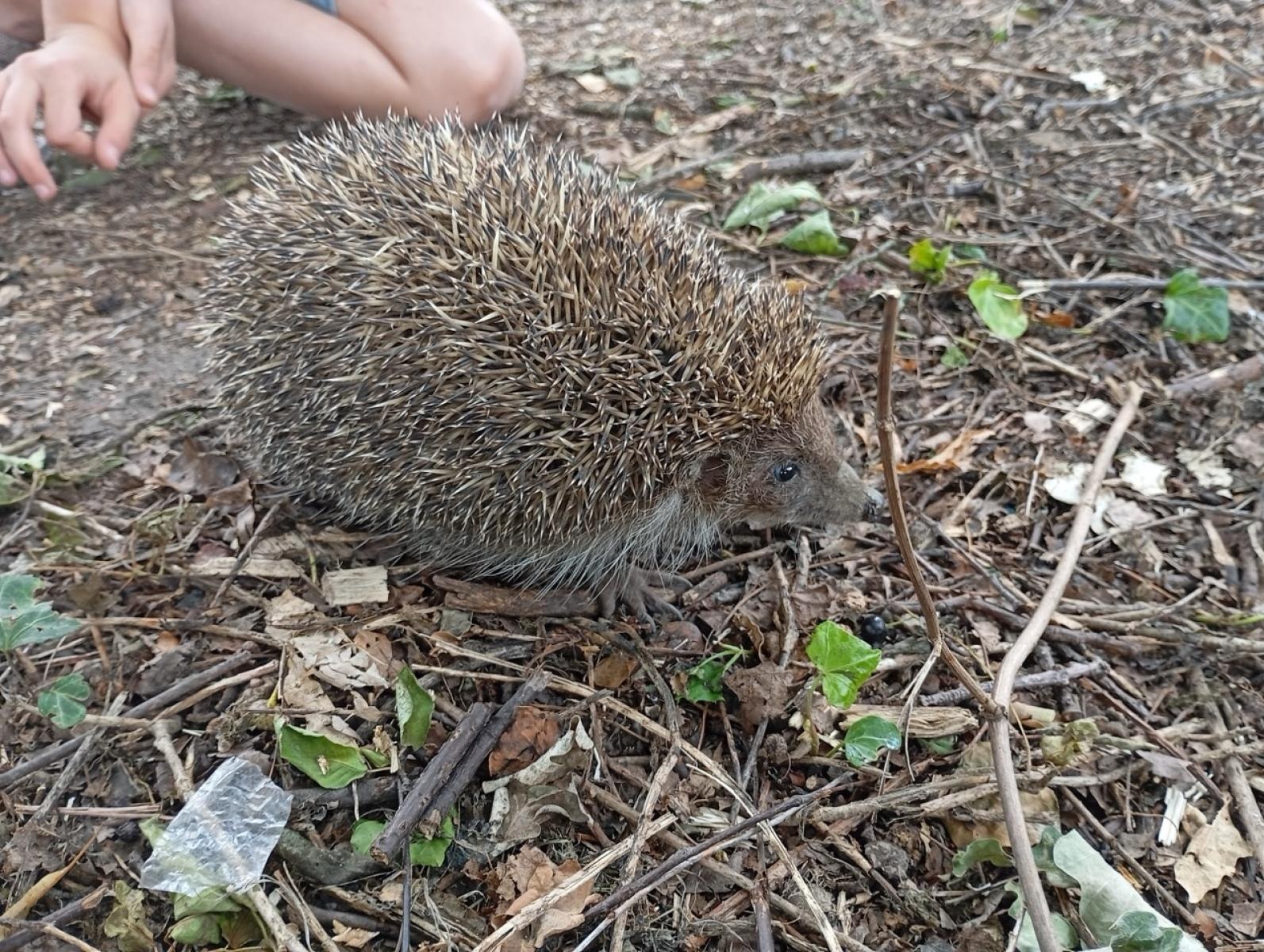 Zdjęcie w galerii na portalu naszraciborz.pl: Jagoda Meller uratowała jeża na ulicy Michejdy wiadomości z regionu
