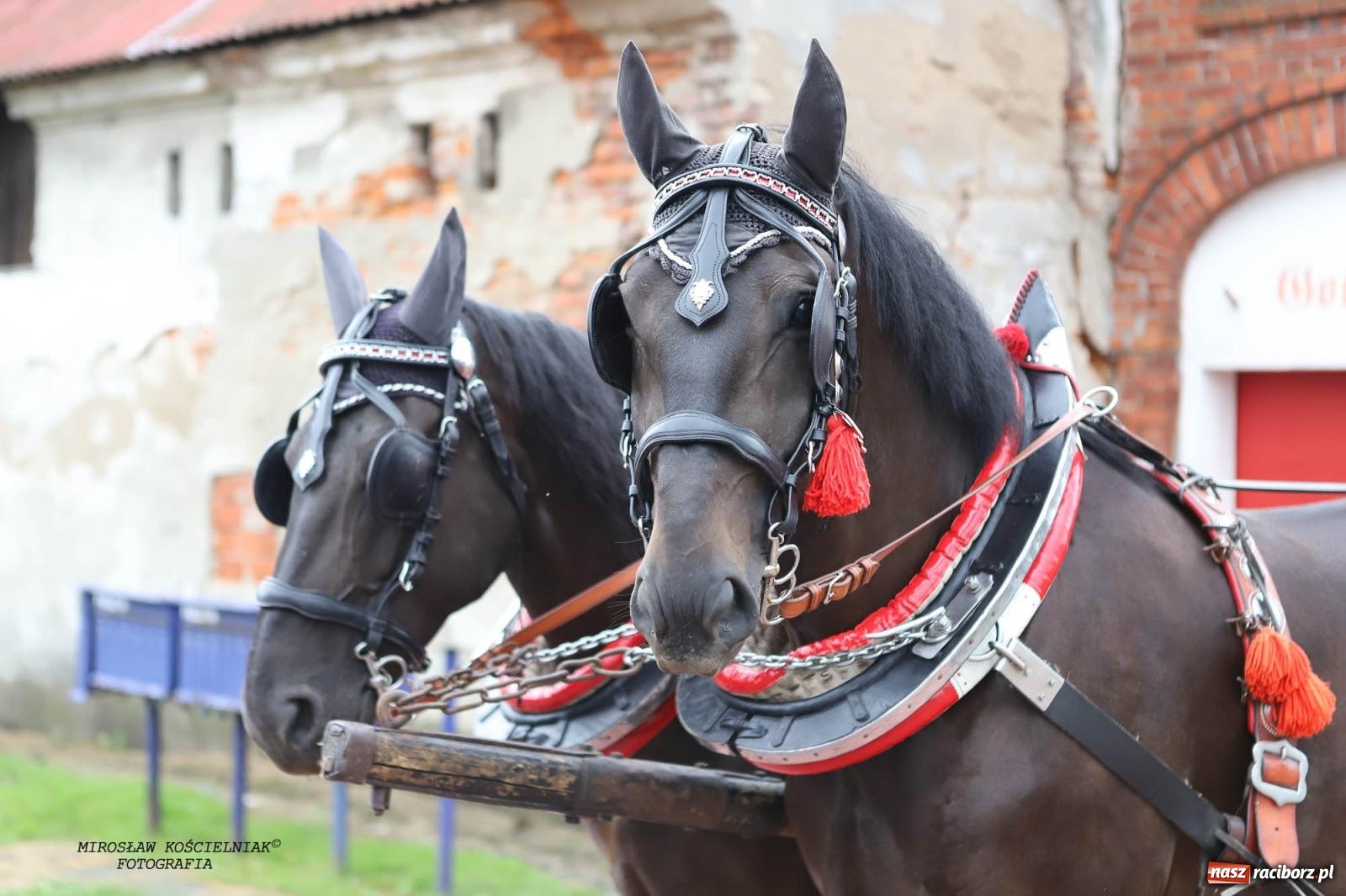 Zdjęcie w galerii na portalu naszraciborz.pl: Tworków z pucharem wójta Krzyżanowic na zawodach w Bieńkowicach wiadomości z regionu
