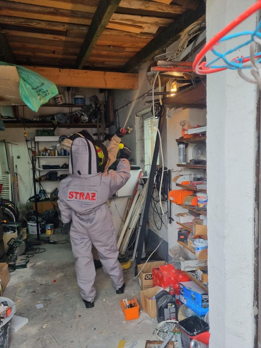 Zdjęcie w galerii na portalu naszraciborz.pl: Raport 998. Owady zdominowały strażacką służbę wiadomości z regionu