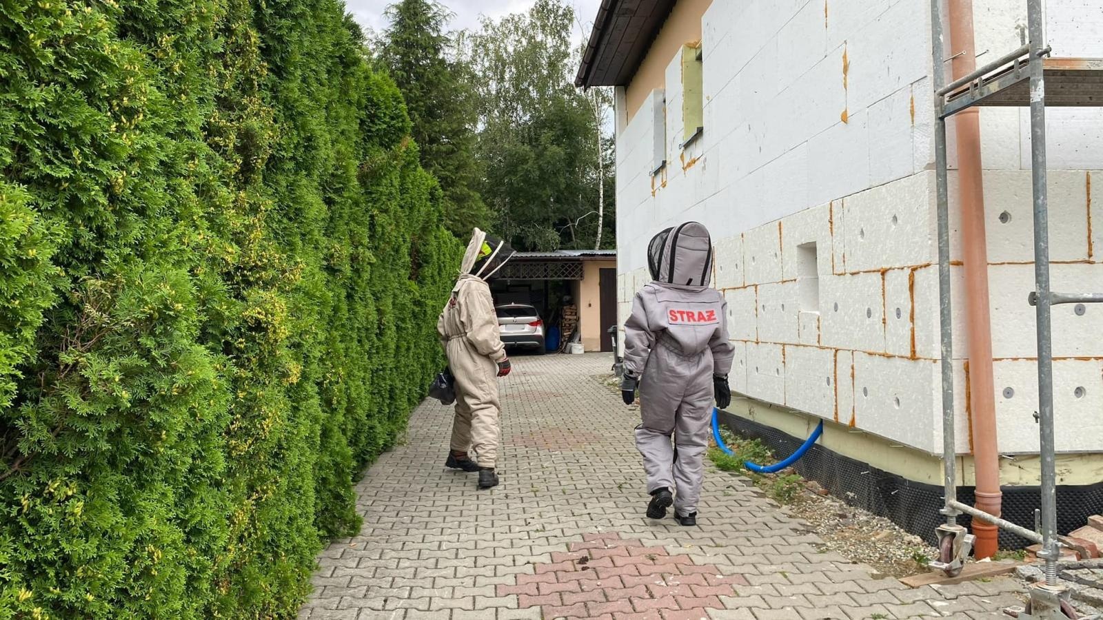 Zdjęcie w galerii na portalu naszraciborz.pl: Raport 998. Owady zdominowały strażacką służbę wiadomości z regionu