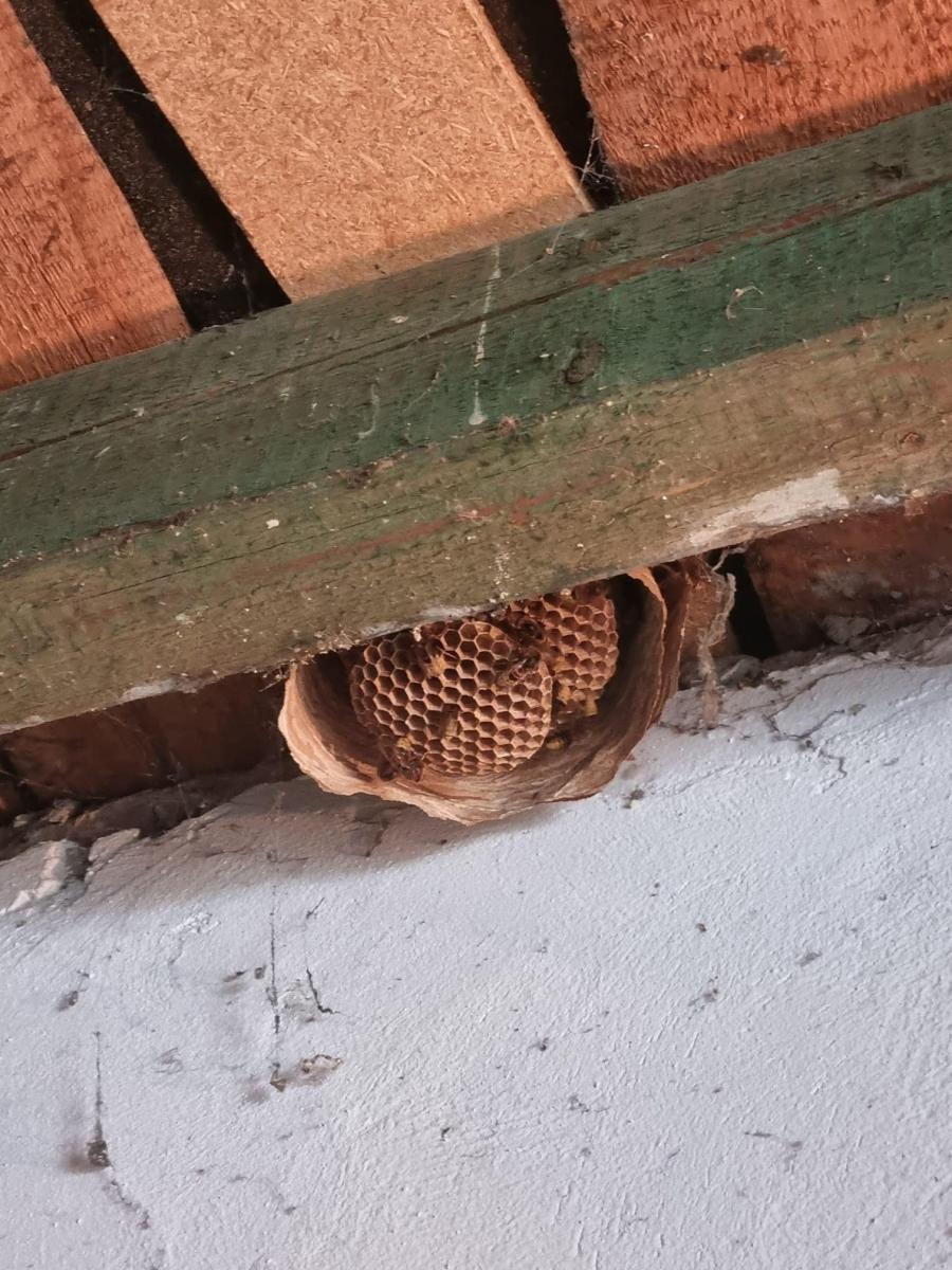 Zdjęcie w galerii na portalu naszraciborz.pl: Raport 998. Owady zdominowały strażacką służbę wiadomości z regionu