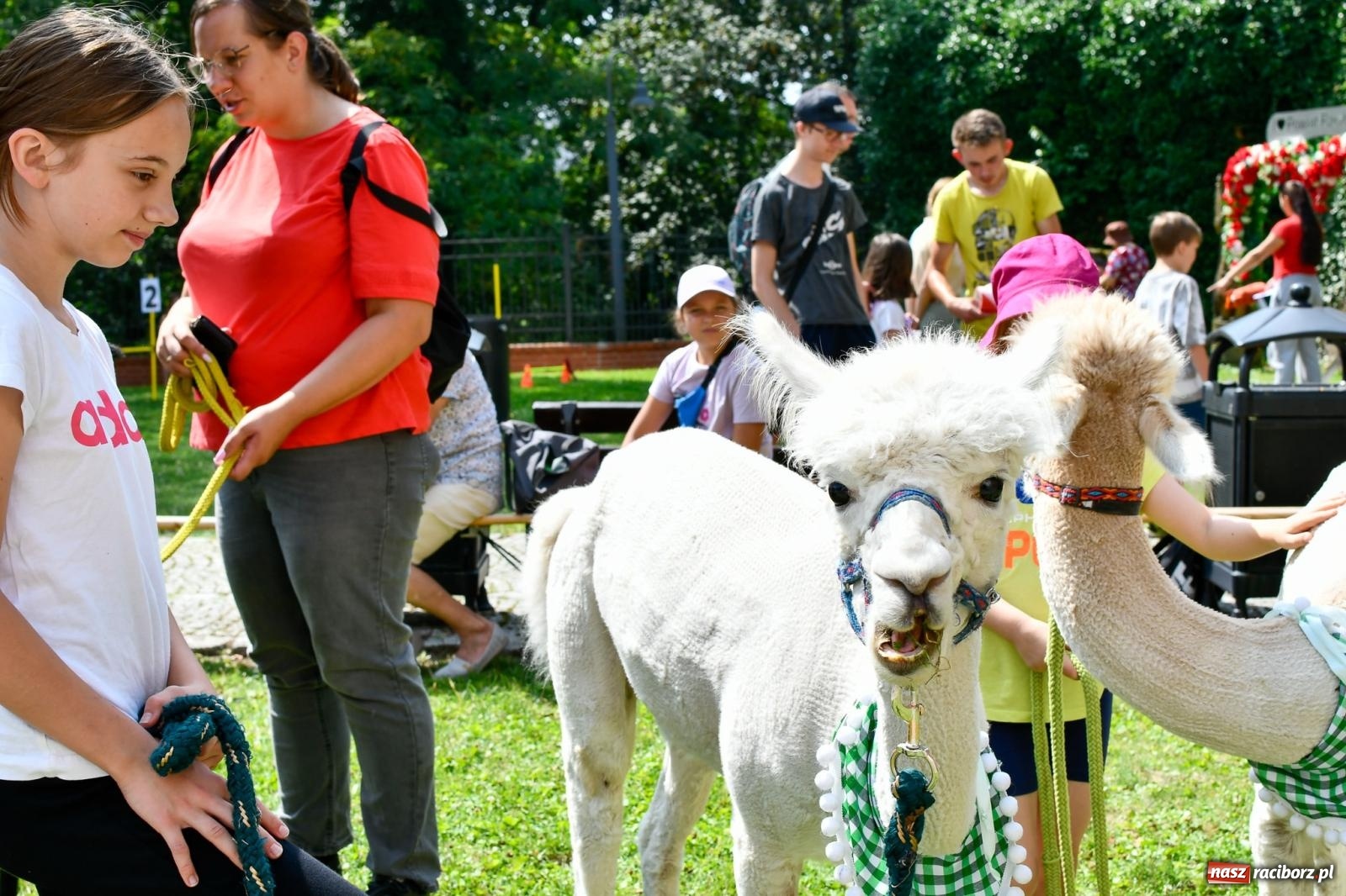 Zdjęcie w galerii na portalu naszraciborz.pl: Hobby horse i konne przejażdżki na raciborskim zamku: Pierwsza odsłona akcji Wakacje w Powiecie wiadomości z regionu