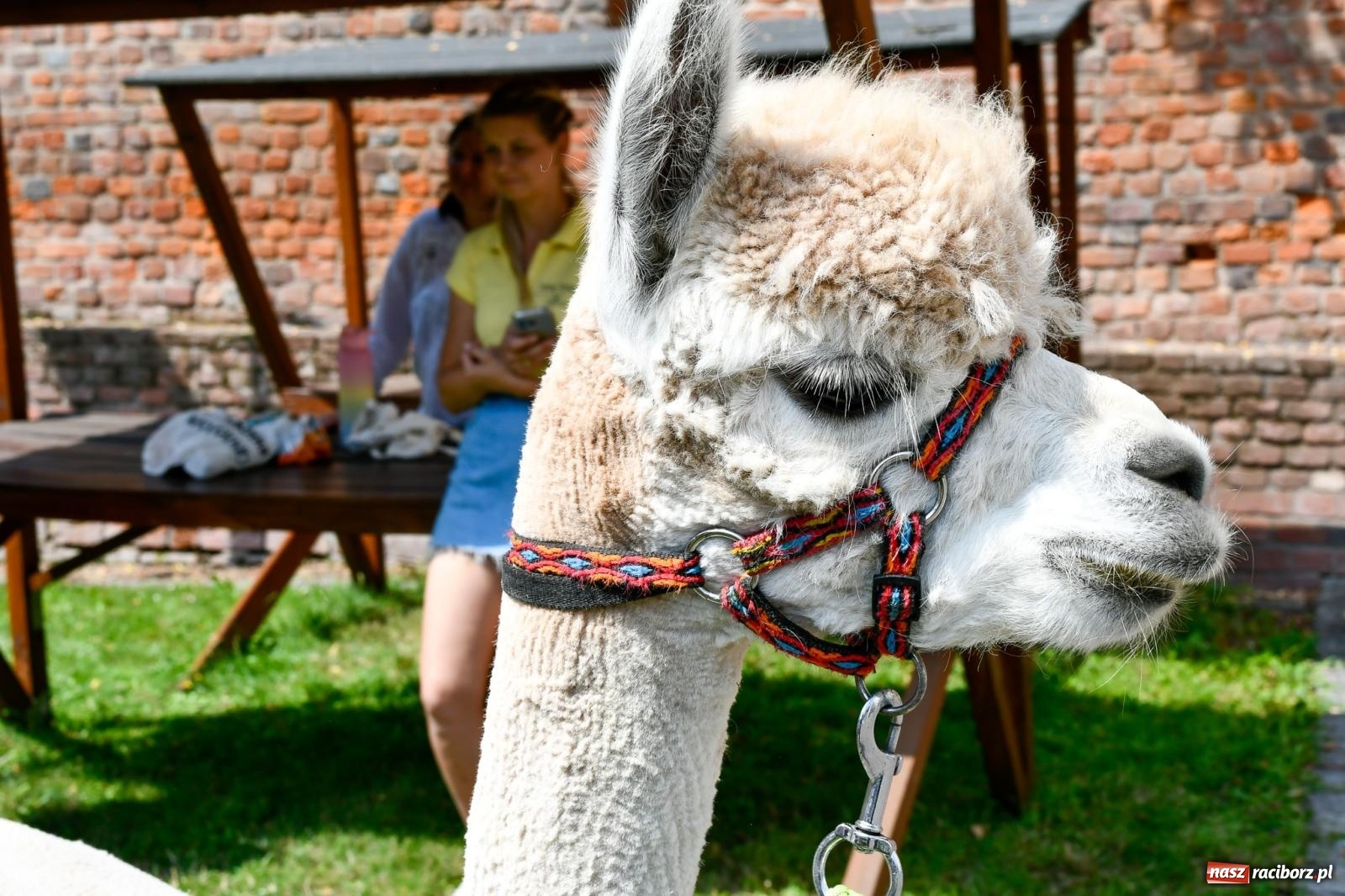 Zdjęcie w galerii na portalu naszraciborz.pl: Hobby horse i konne przejażdżki na raciborskim zamku: Pierwsza odsłona akcji Wakacje w Powiecie wiadomości z regionu