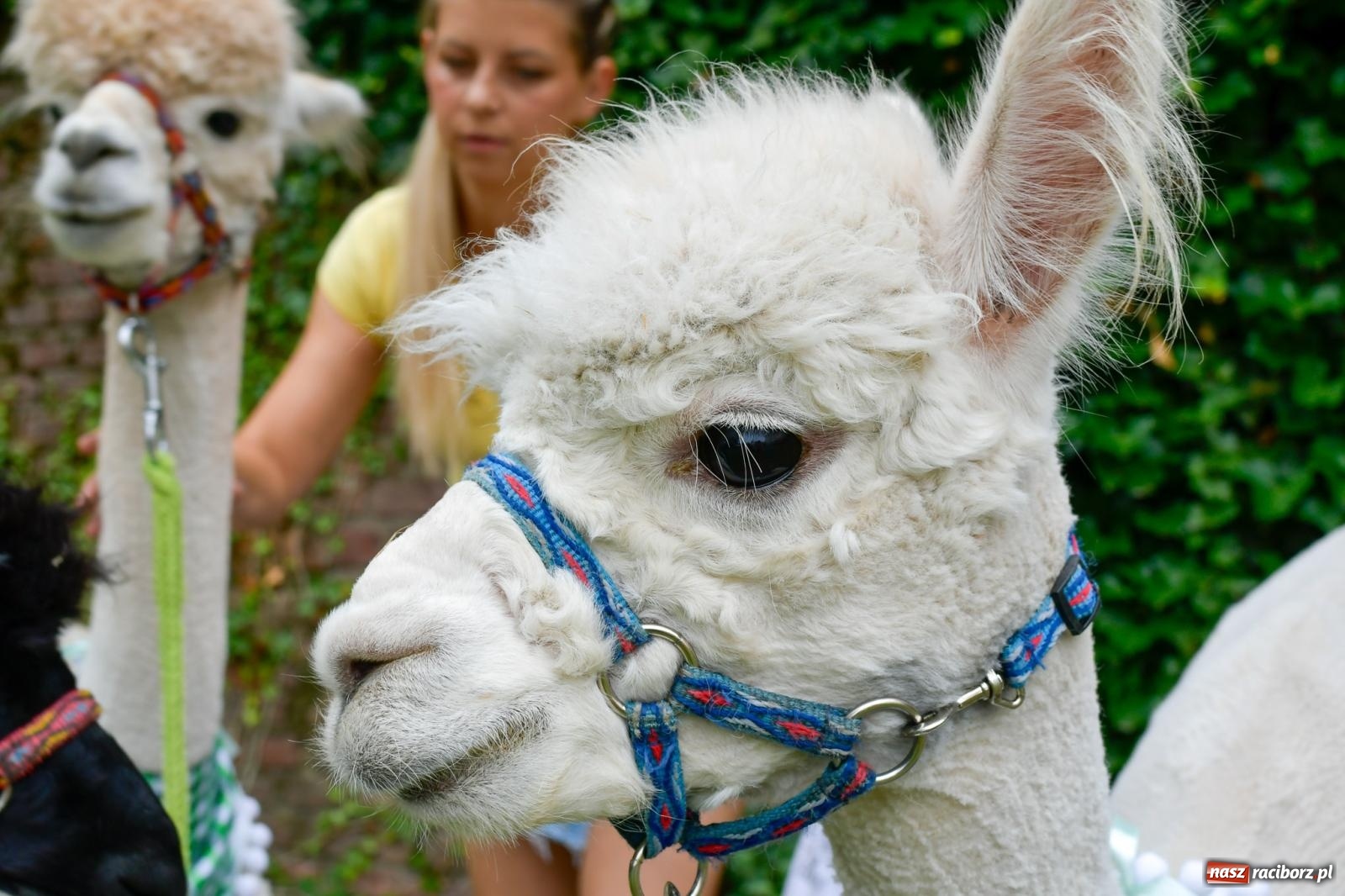 Zdjęcie w galerii na portalu naszraciborz.pl: Hobby horse i konne przejażdżki na raciborskim zamku: Pierwsza odsłona akcji Wakacje w Powiecie wiadomości z regionu
