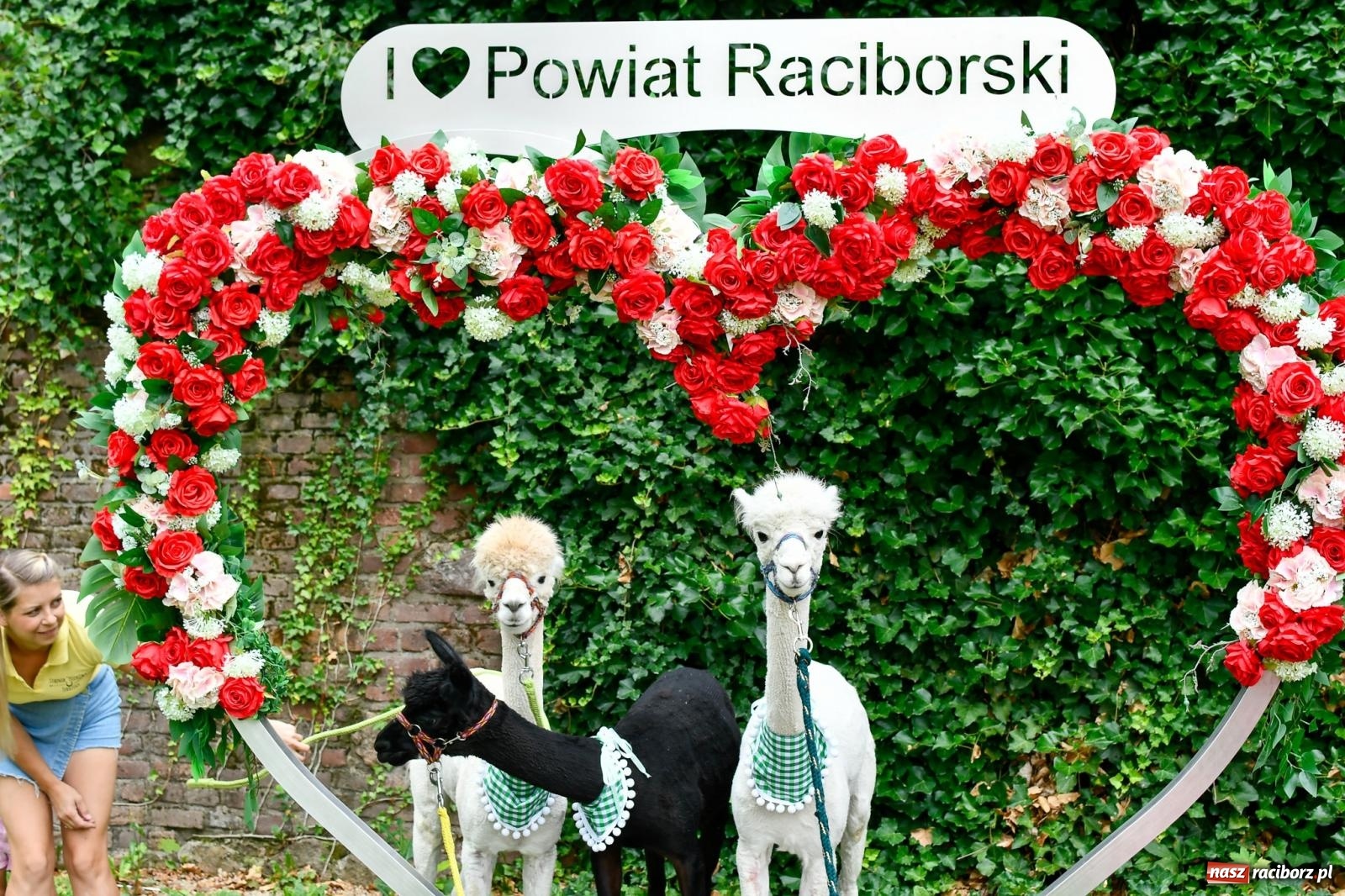 Zdjęcie w galerii na portalu naszraciborz.pl: Hobby horse i konne przejażdżki na raciborskim zamku: Pierwsza odsłona akcji Wakacje w Powiecie wiadomości z regionu
