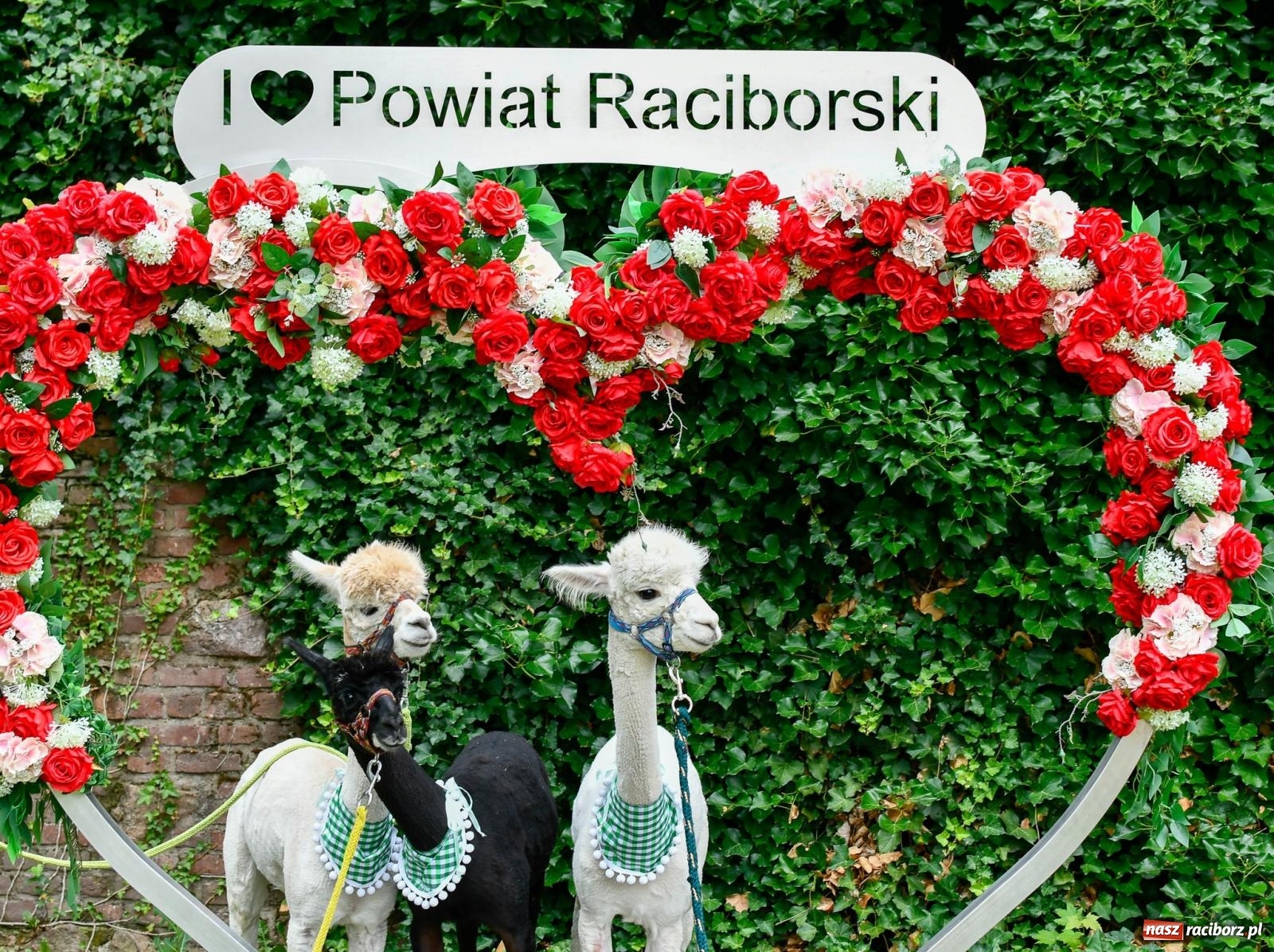 Zdjęcie w galerii na portalu naszraciborz.pl: Hobby horse i konne przejażdżki na raciborskim zamku: Pierwsza odsłona akcji Wakacje w Powiecie wiadomości z regionu
