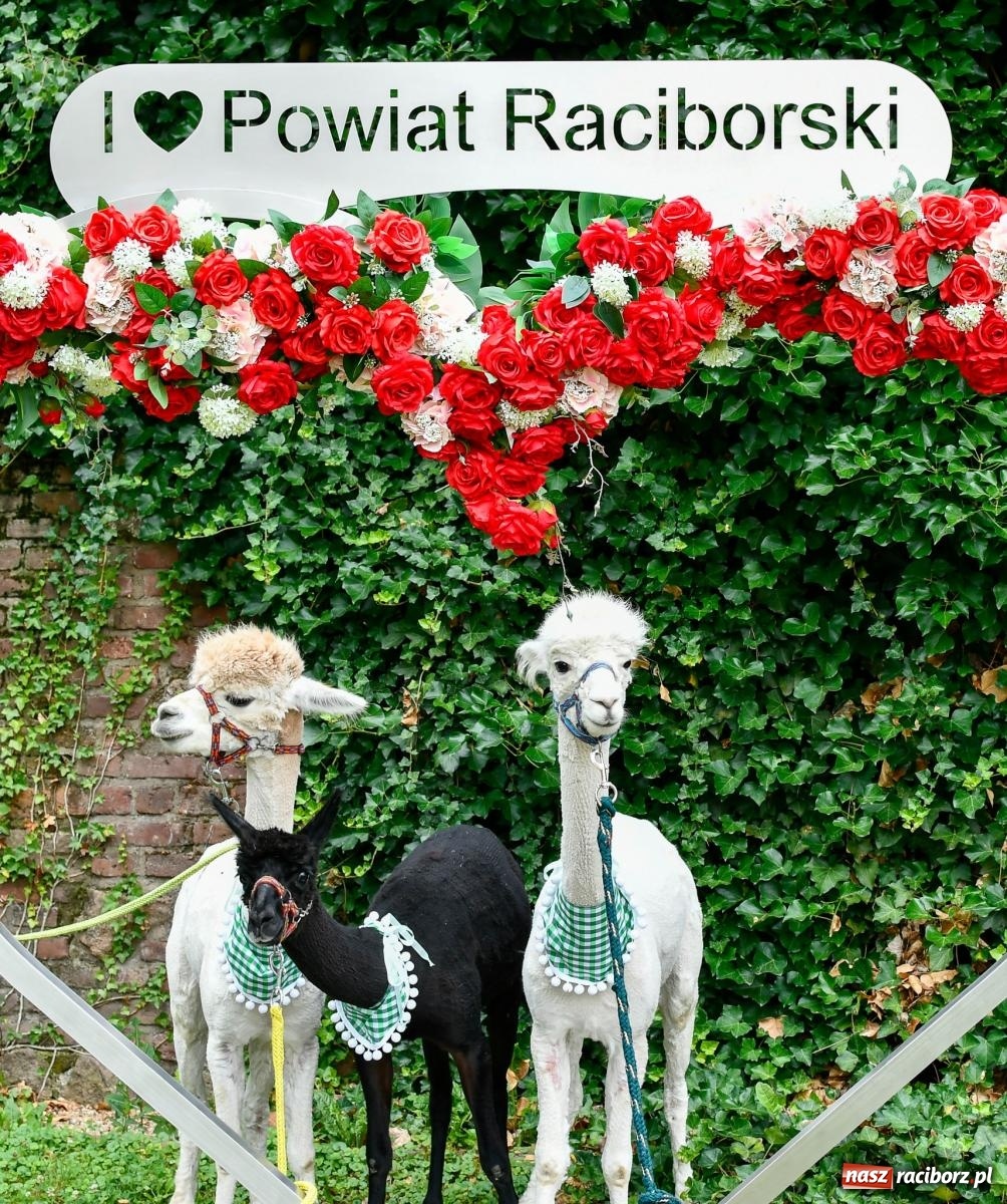 Zdjęcie w galerii na portalu naszraciborz.pl: Hobby horse i konne przejażdżki na raciborskim zamku: Pierwsza odsłona akcji Wakacje w Powiecie wiadomości z regionu