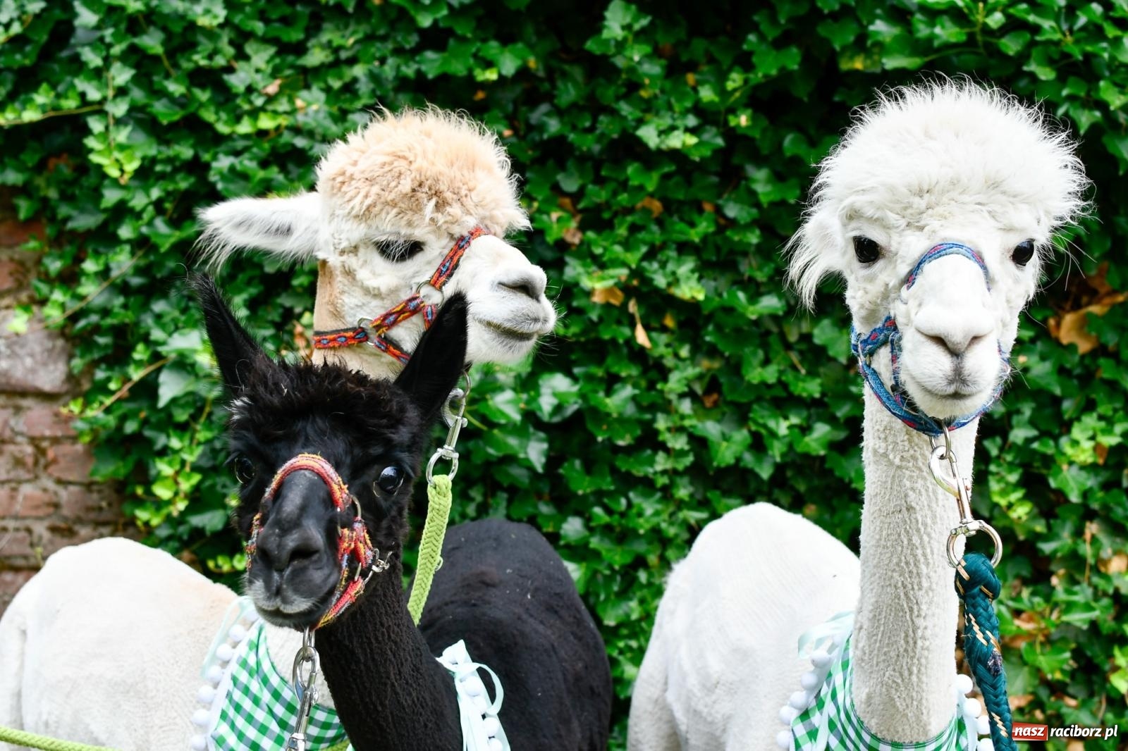 Zdjęcie w galerii na portalu naszraciborz.pl: Hobby horse i konne przejażdżki na raciborskim zamku: Pierwsza odsłona akcji Wakacje w Powiecie wiadomości z regionu