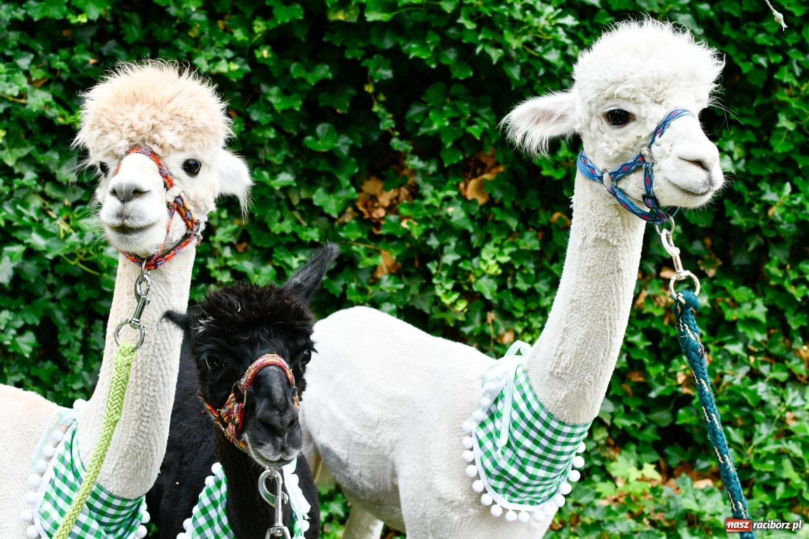 Zdjęcie w galerii na portalu naszraciborz.pl: Hobby horse i konne przejażdżki na raciborskim zamku: Pierwsza odsłona akcji Wakacje w Powiecie wiadomości z regionu