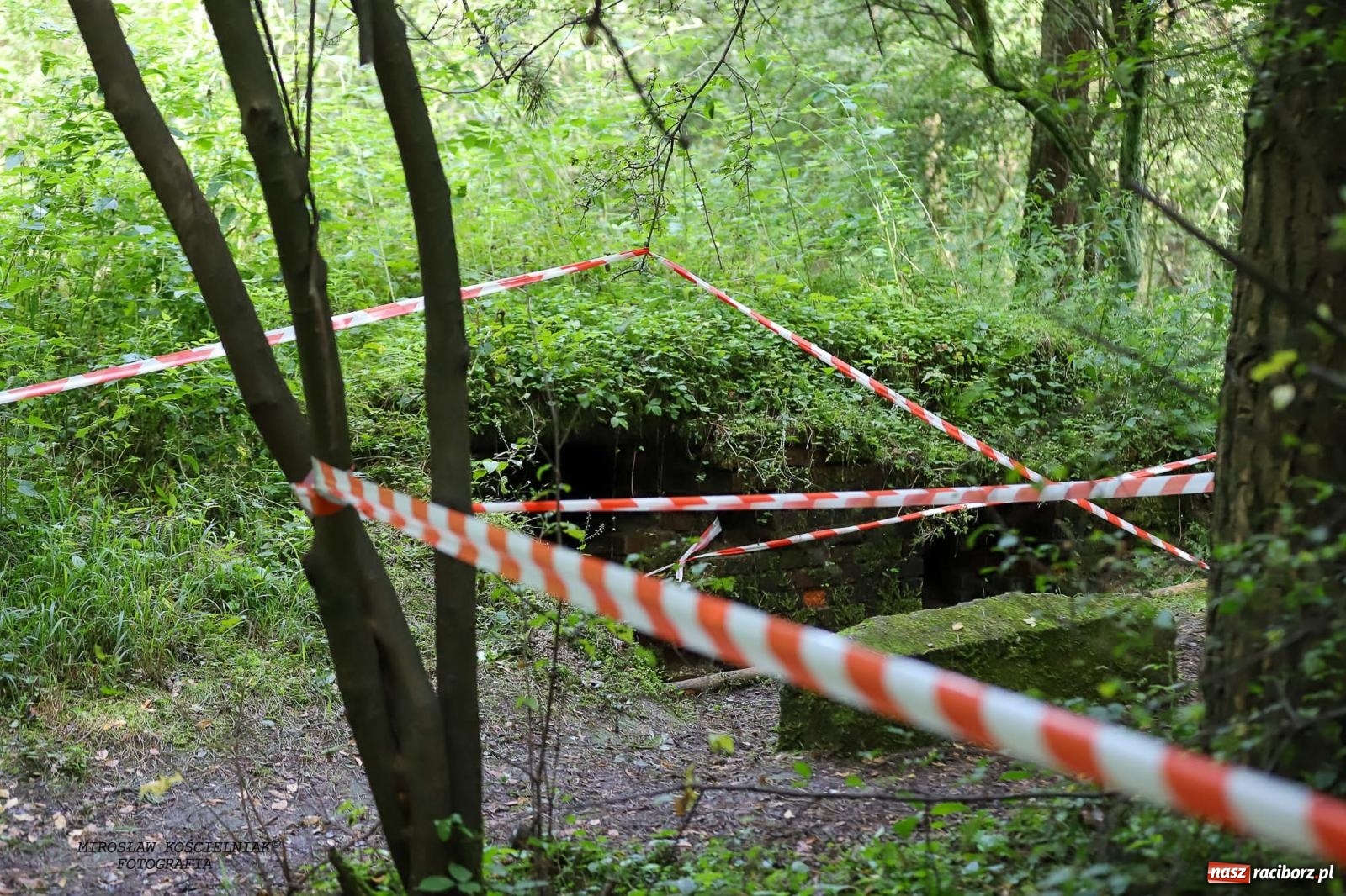 Zdjęcie w galerii na portalu naszraciborz.pl: Przetrwać w Arboretum. Raciborski Bieg Zwiadowcy [FOTO i WIDEO] wiadomości z regionu