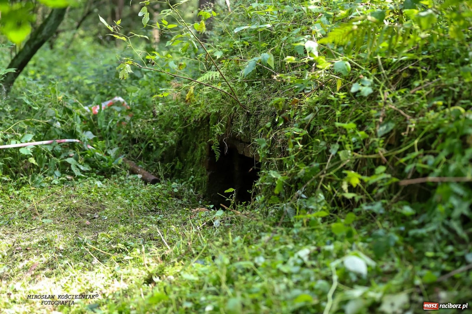 Zdjęcie w galerii na portalu naszraciborz.pl: Przetrwać w Arboretum. Raciborski Bieg Zwiadowcy [FOTO i WIDEO] wiadomości z regionu