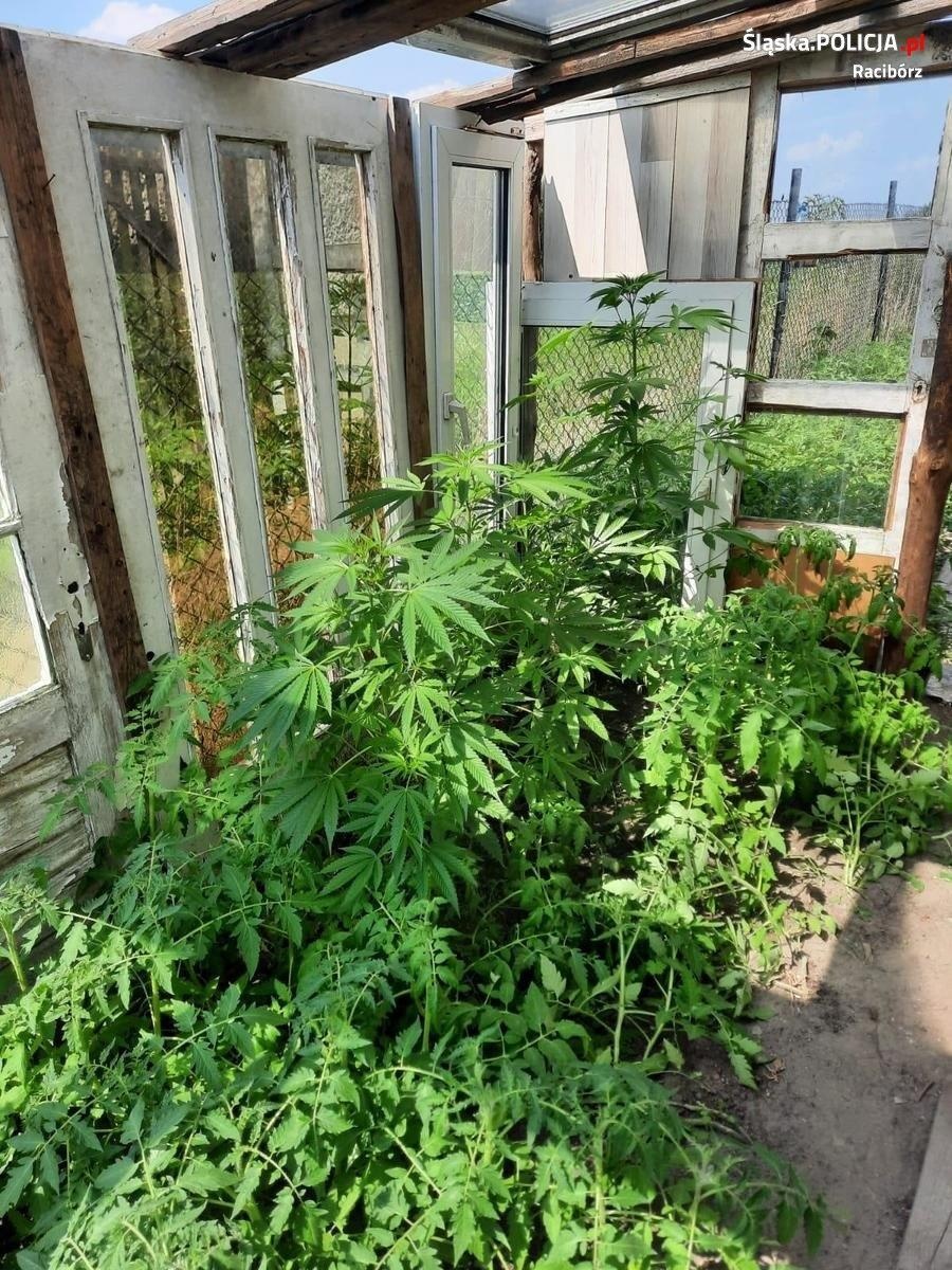 Zdjęcie w galerii na portalu naszraciborz.pl: Raciborska policja zlikwidowała nielegalną plantację. Pomógł pies SG wiadomości z regionu